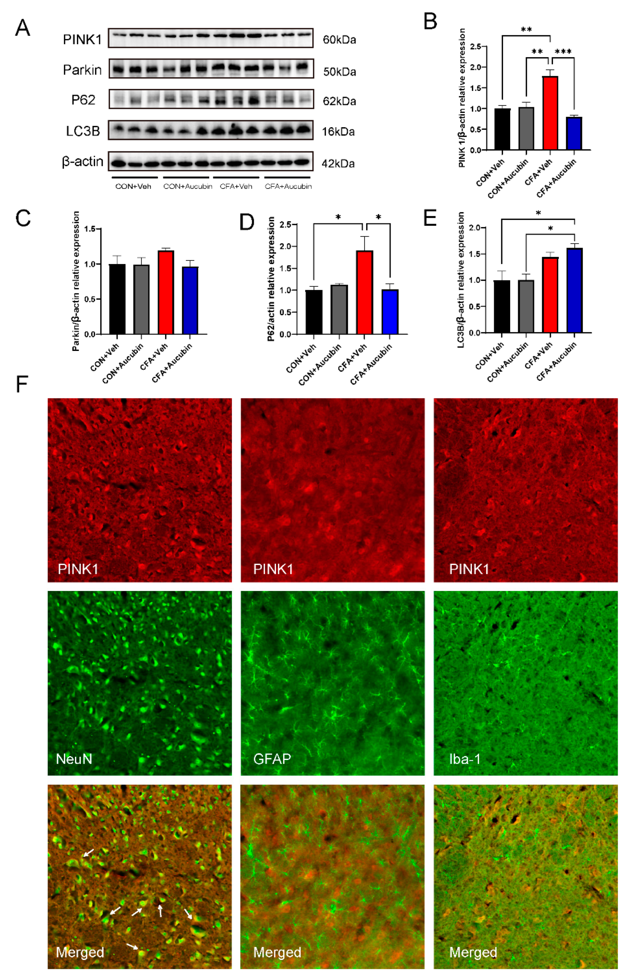 Pharmaceuticals 16 01545 g005