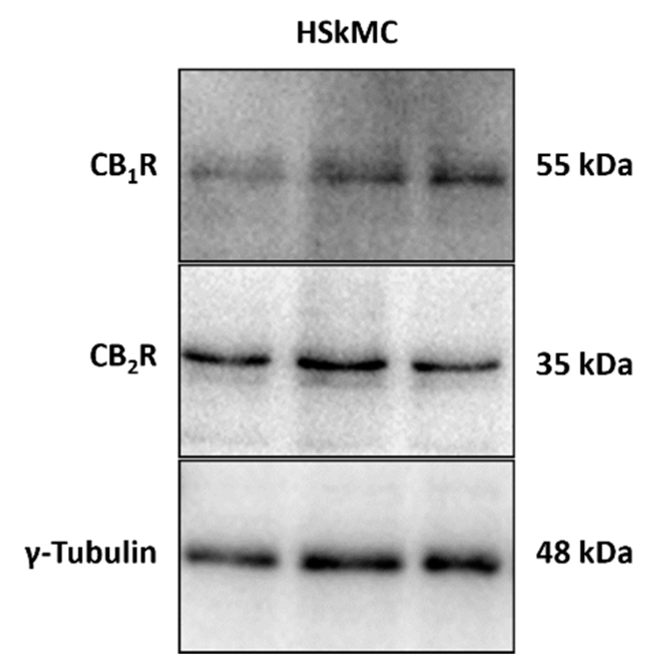 Pharmaceuticals 16 01580 g003