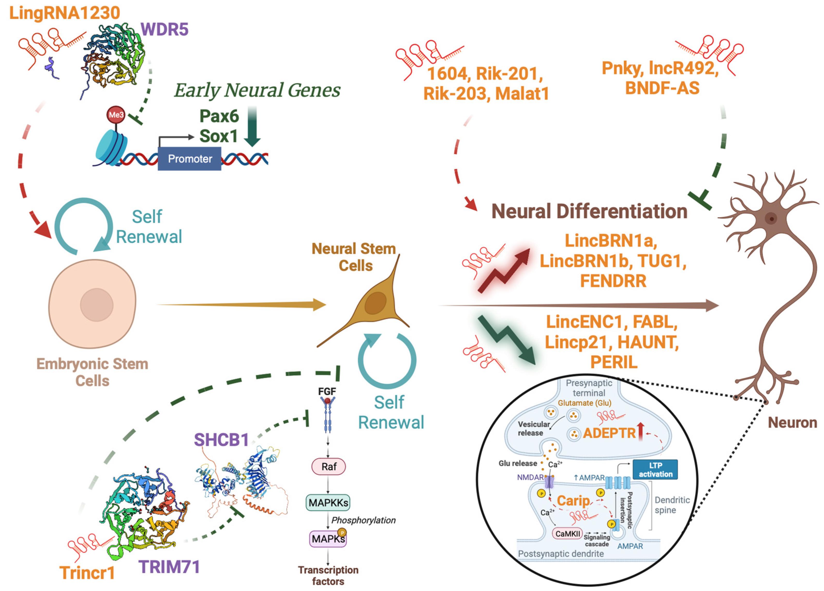 A hopeful therapy for Niemann-Pick C diseases - The Lancet