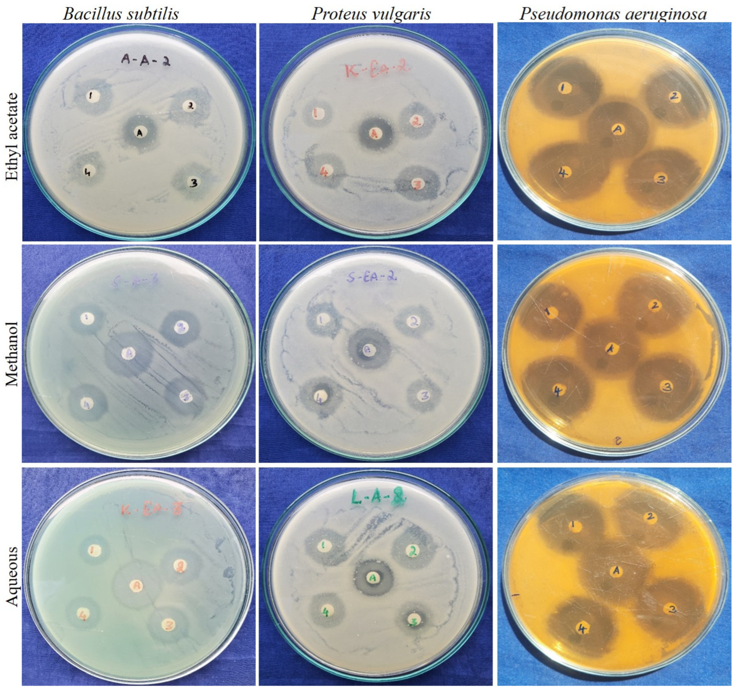 Pharmaceuticals 16 01636 g005