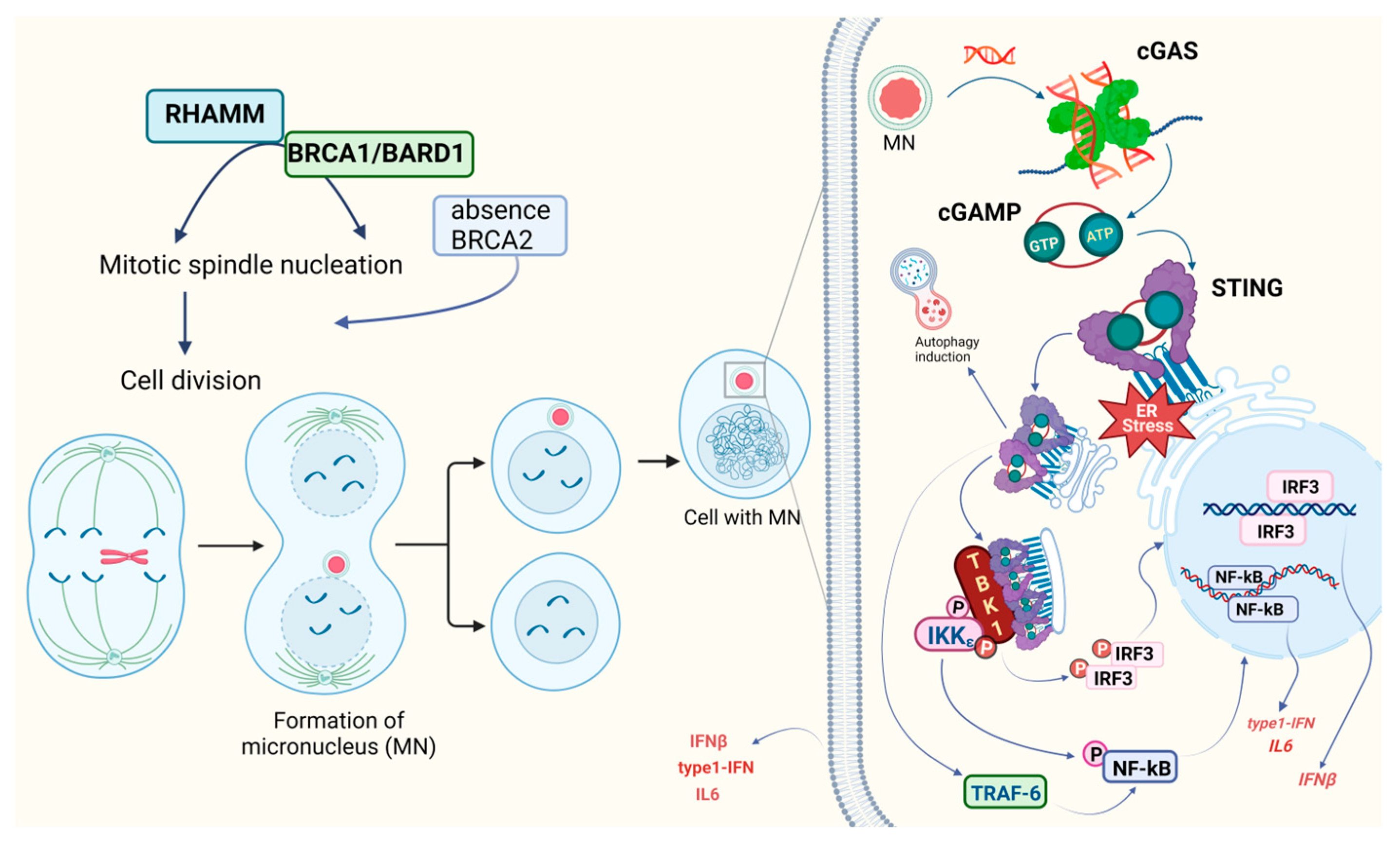 Pharmaceuticals 16 01675 g003