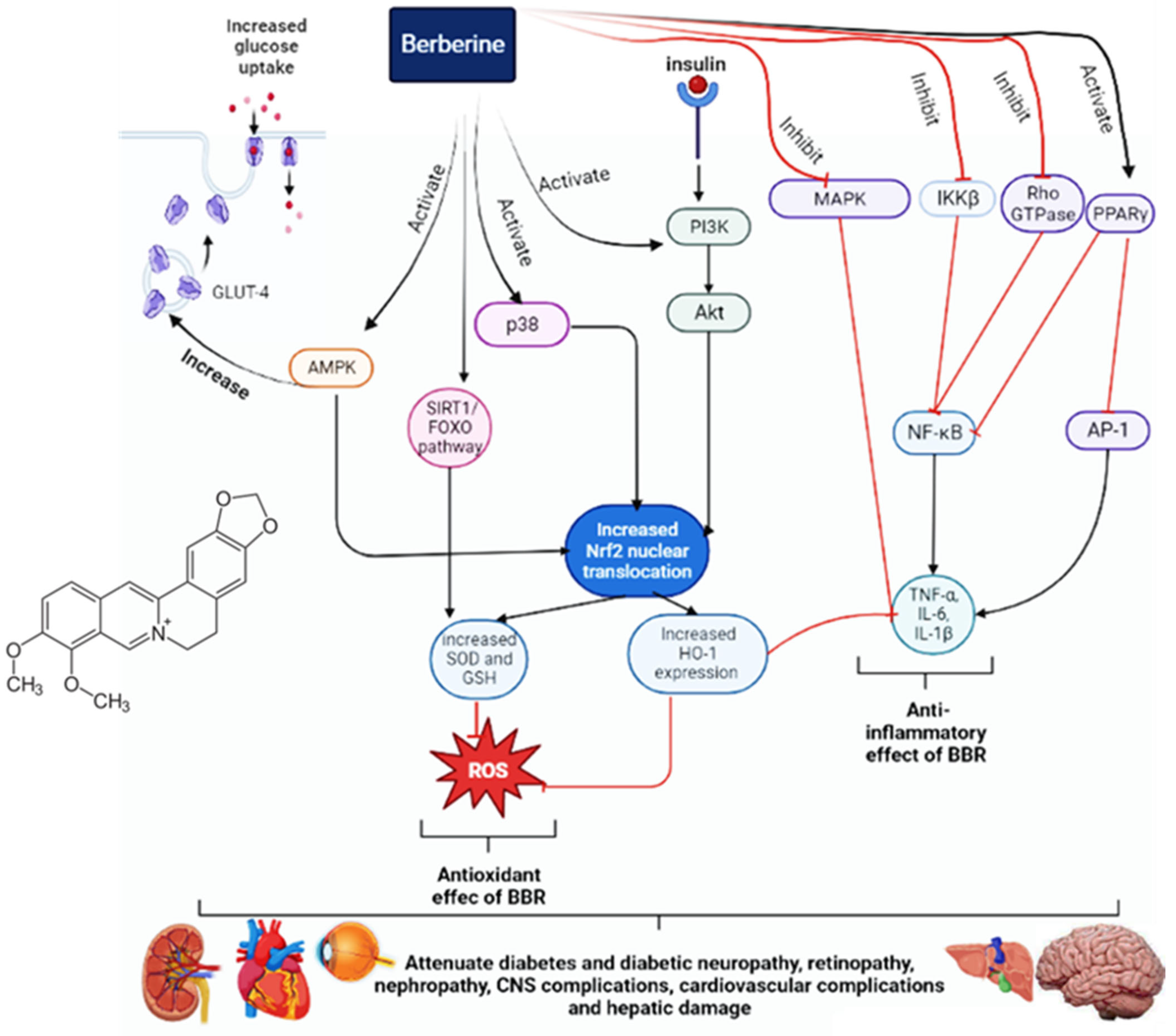 Pharmaceuticals | Free Full-Text | A Mechanistic Review on How Berberine  Use Combats Diabetes and Related Complications: Molecular, Cellular, and  Metabolic Effects