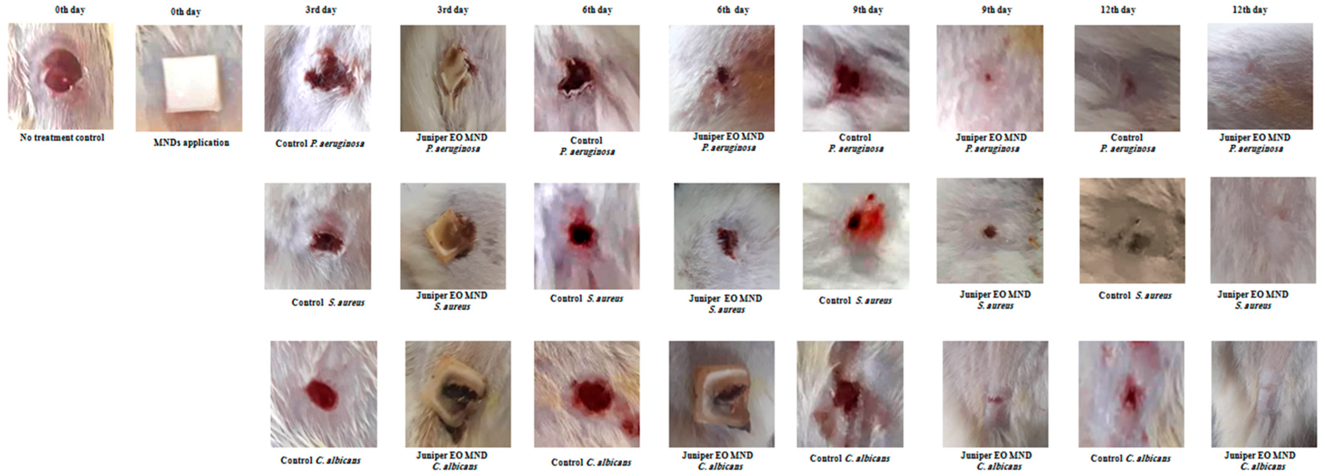 Pharmaceuticals 17 00040 g002