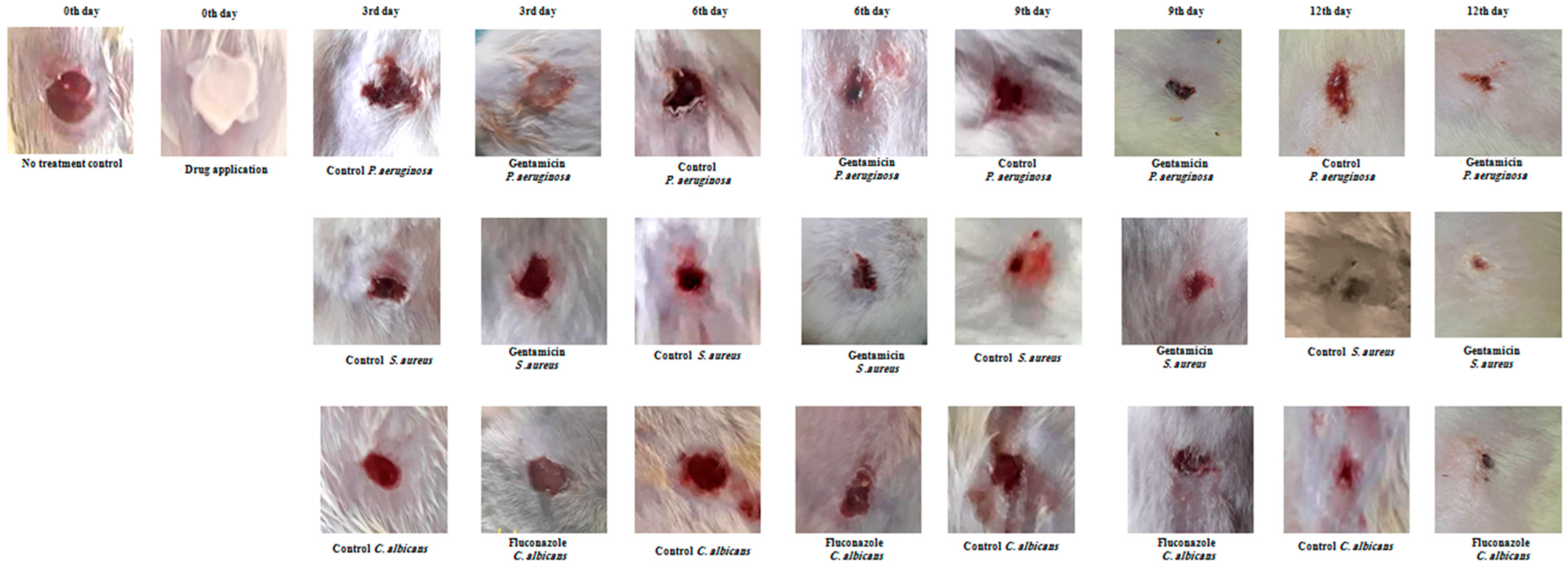Pharmaceuticals 17 00040 g003