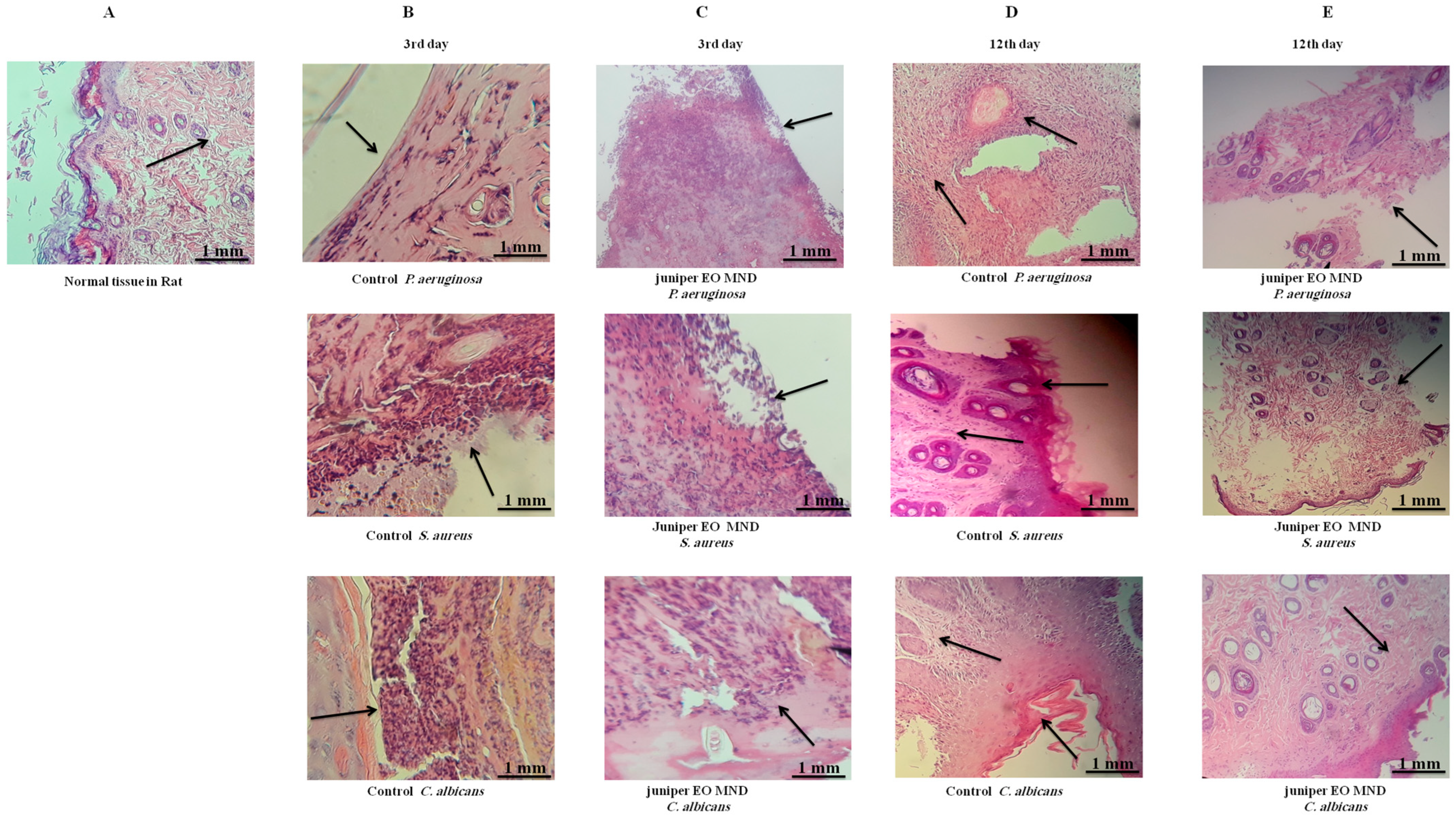 Pharmaceuticals 17 00040 g004