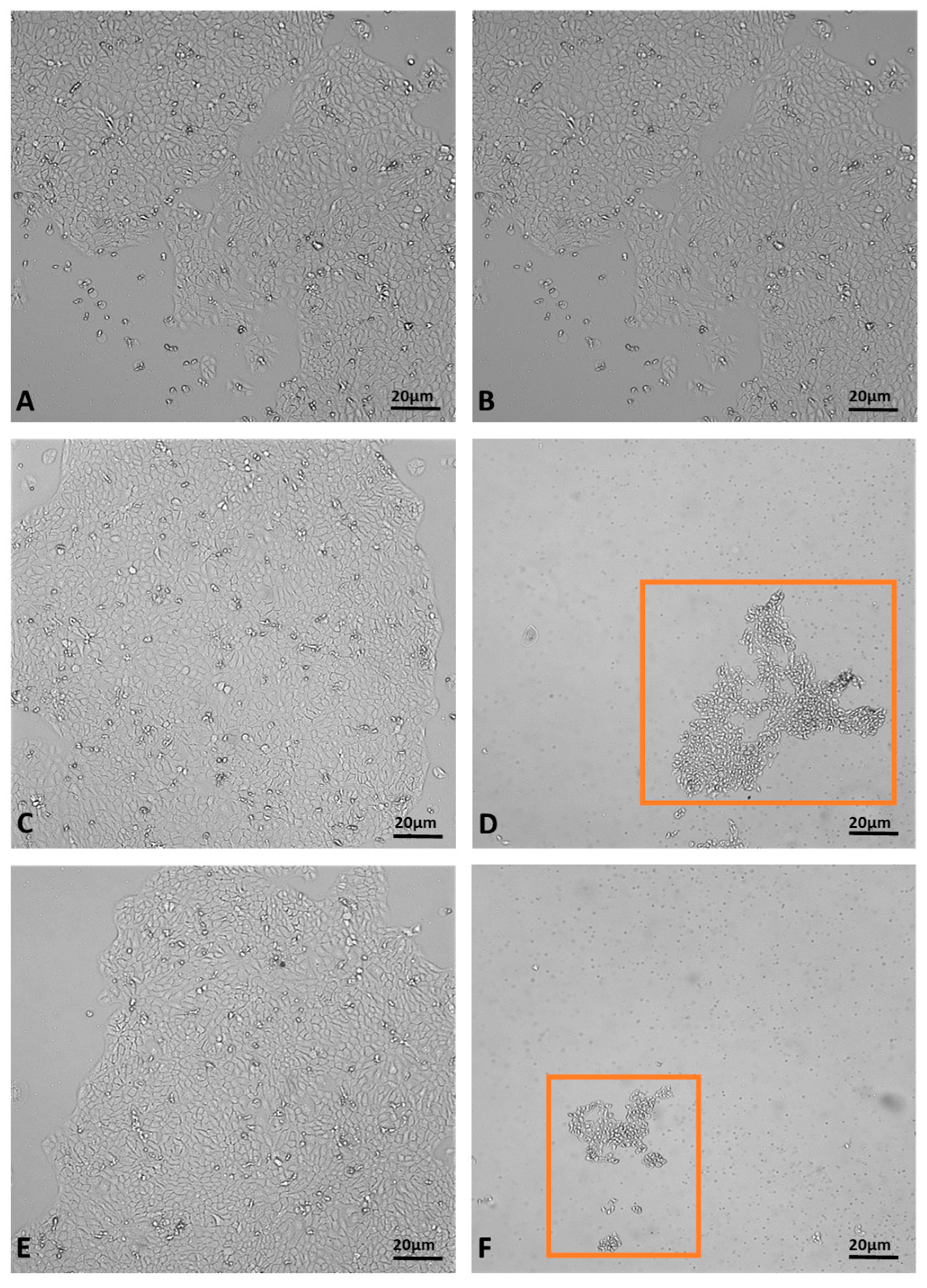 Pharmaceuticals 17 00040 g006