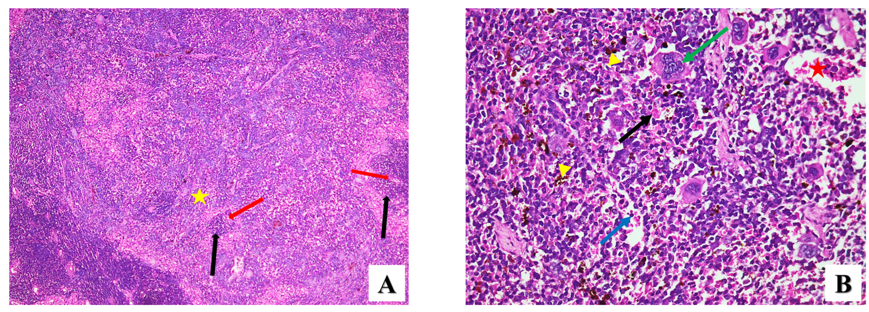 Pharmaceuticals 17 00113 g006a