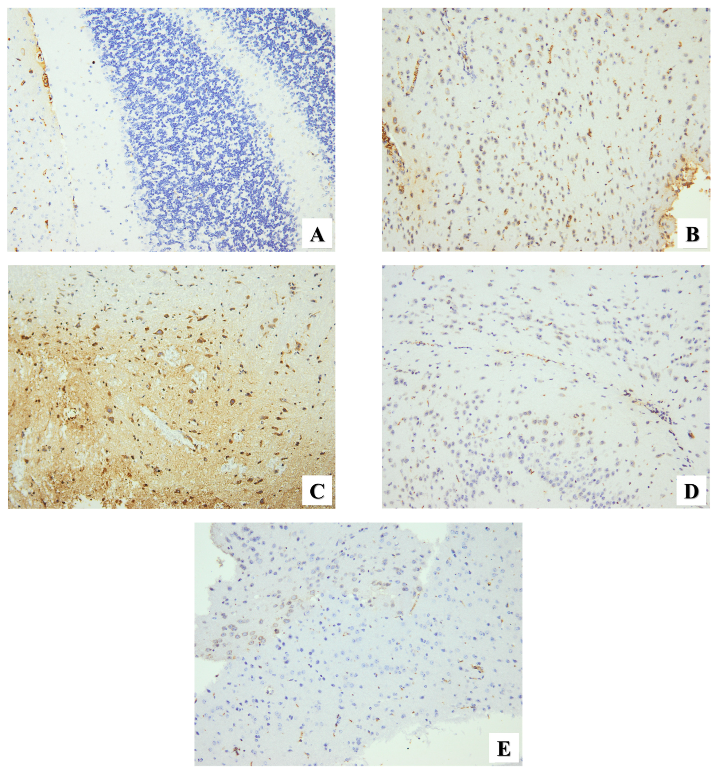 Pharmaceuticals 17 00113 g007
