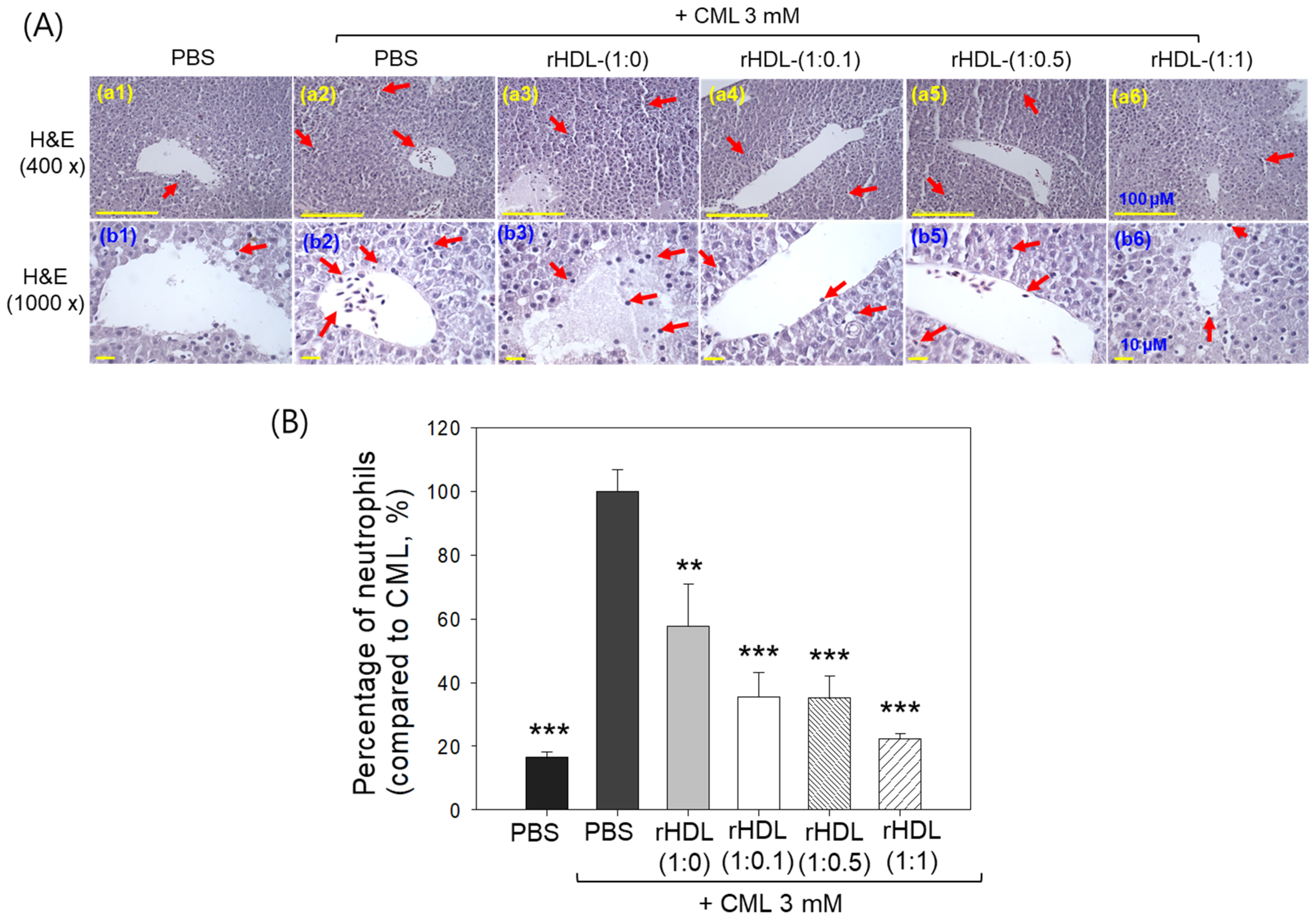 Pharmaceuticals 17 00165 g010