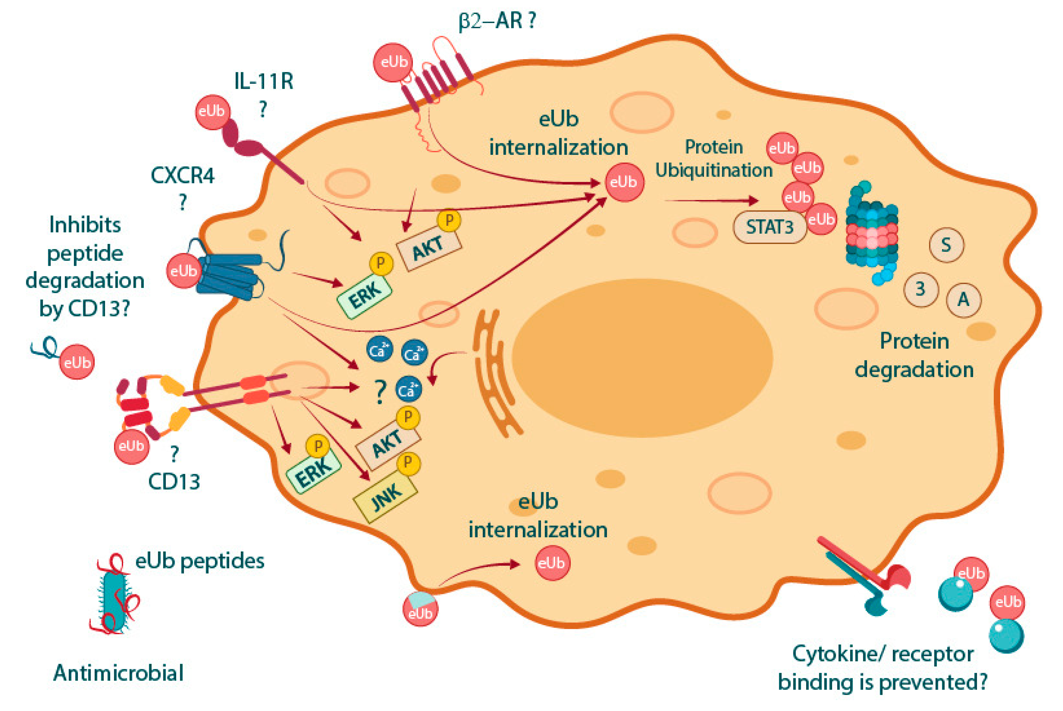 Pharmaceuticals 17 00185 g002