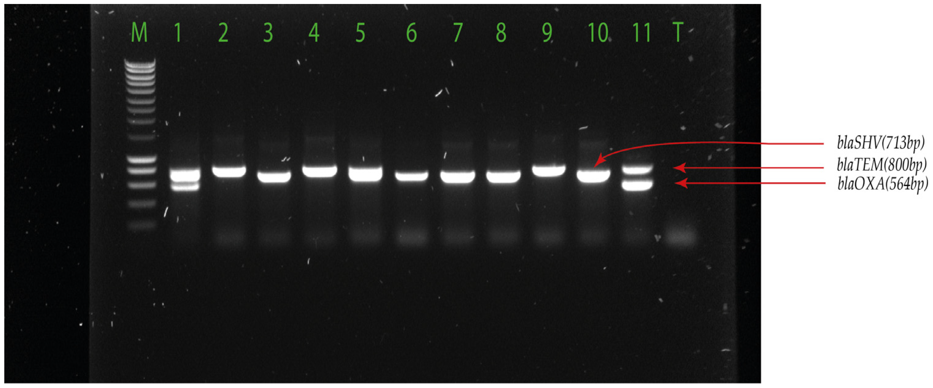 Pharmaceuticals 17 00305 g001