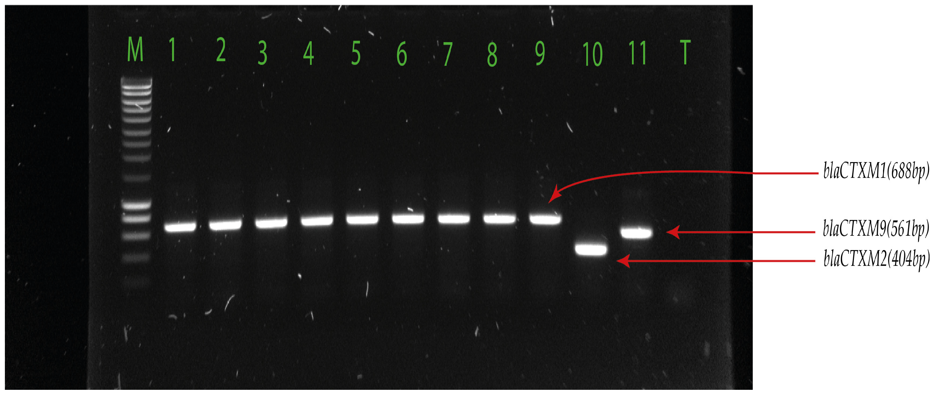 Pharmaceuticals 17 00305 g002
