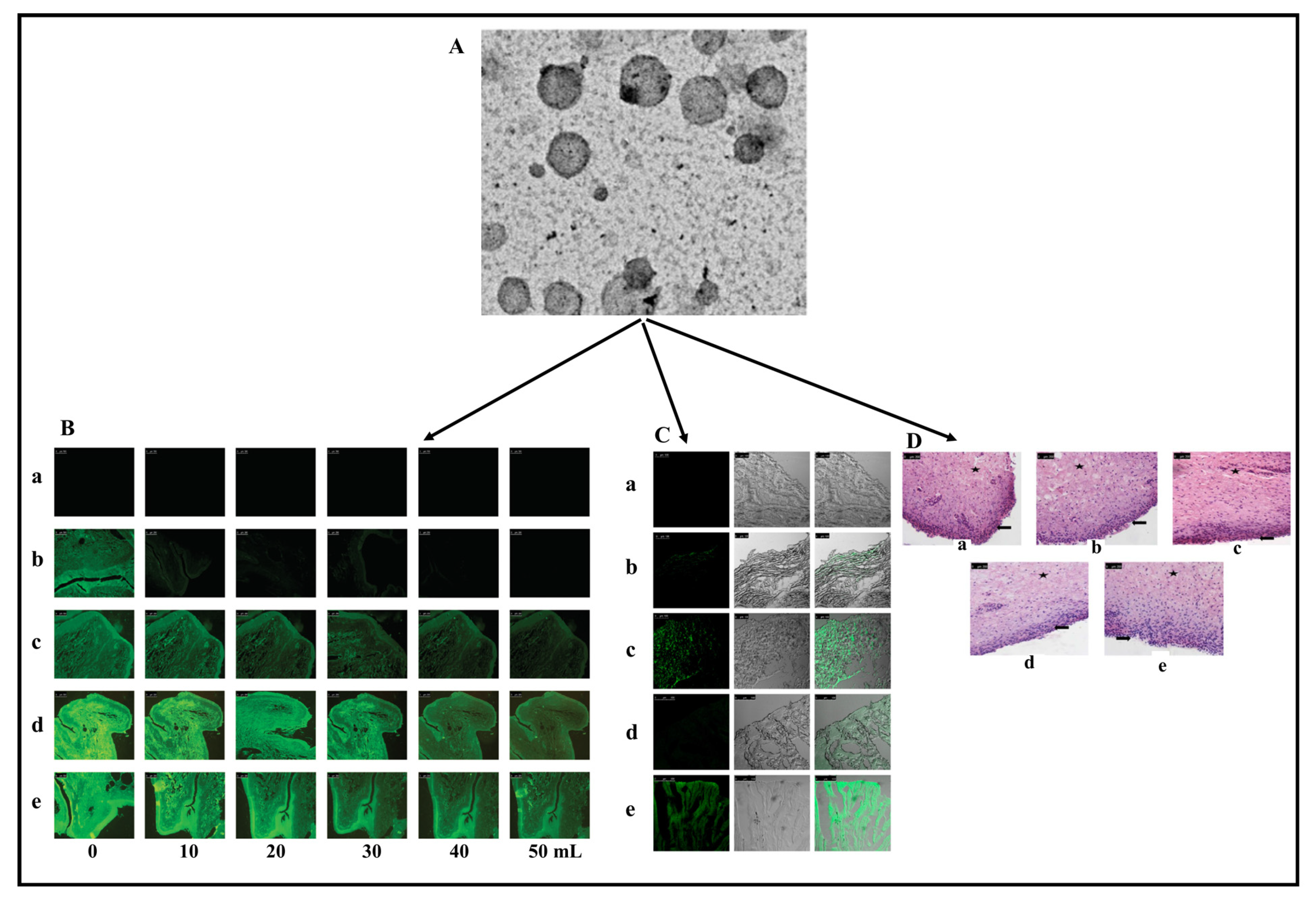 Pharmaceuticals 17 00329 g005