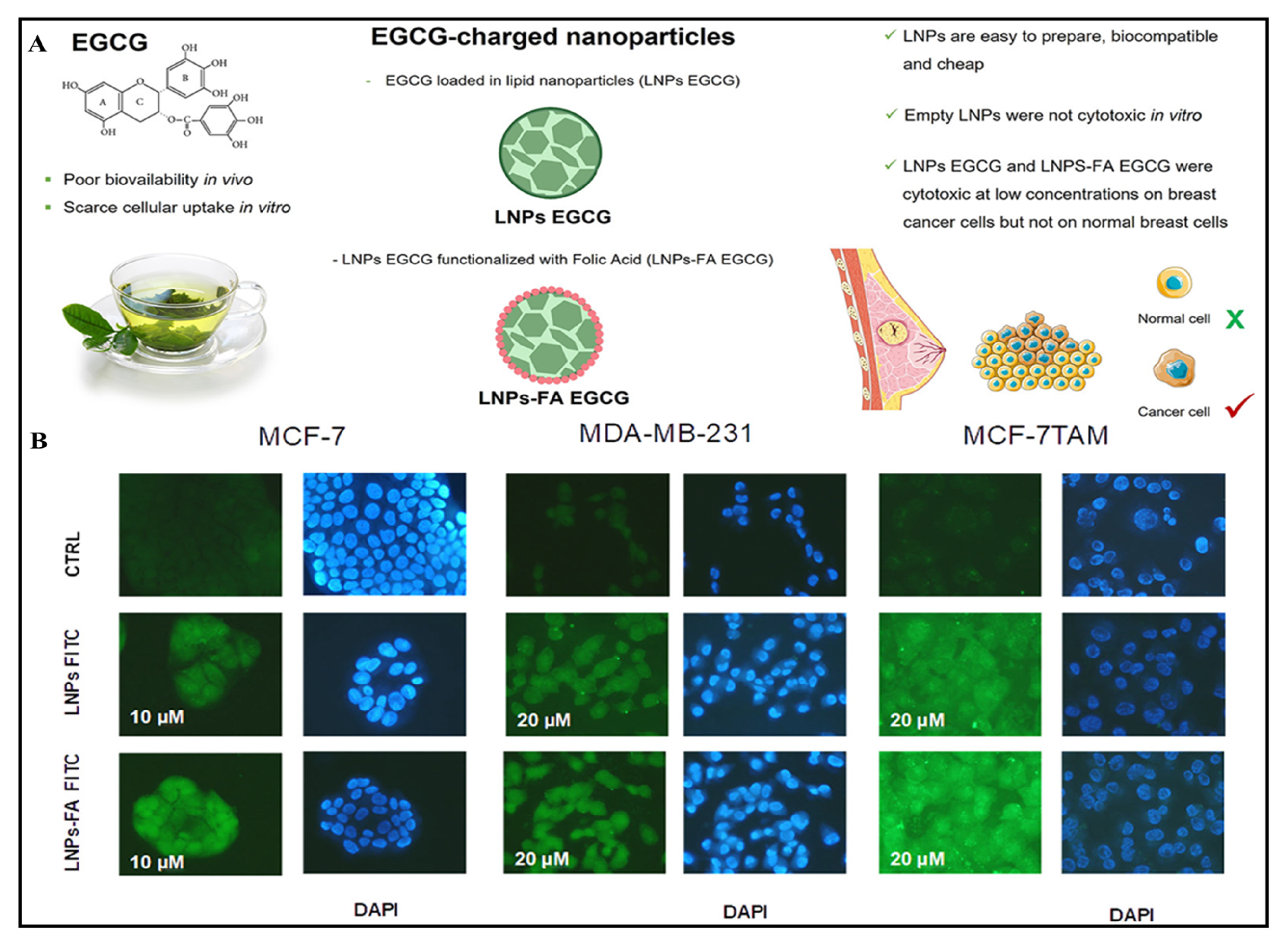 Pharmaceuticals 17 00329 g007