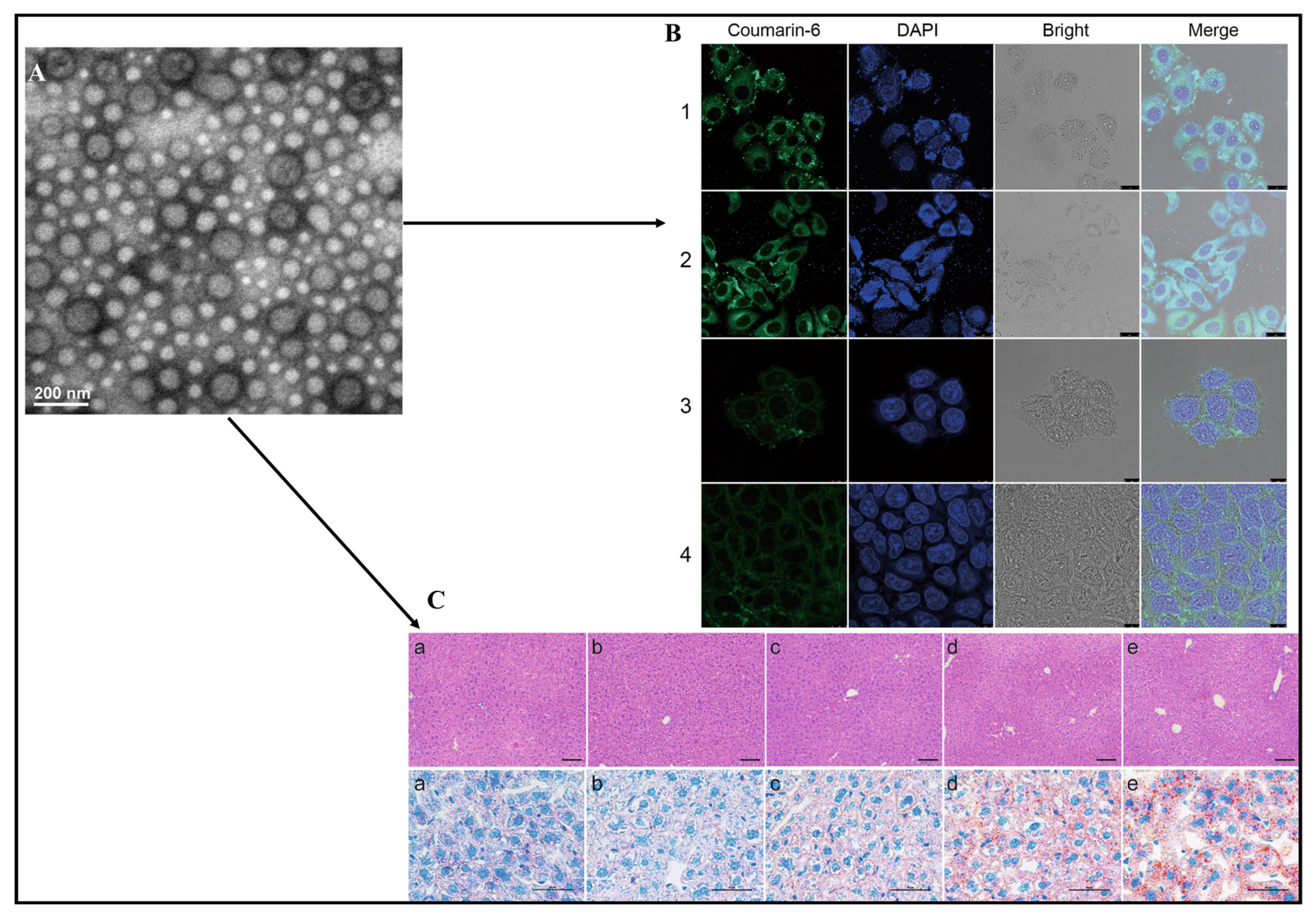 Pharmaceuticals 17 00329 g008