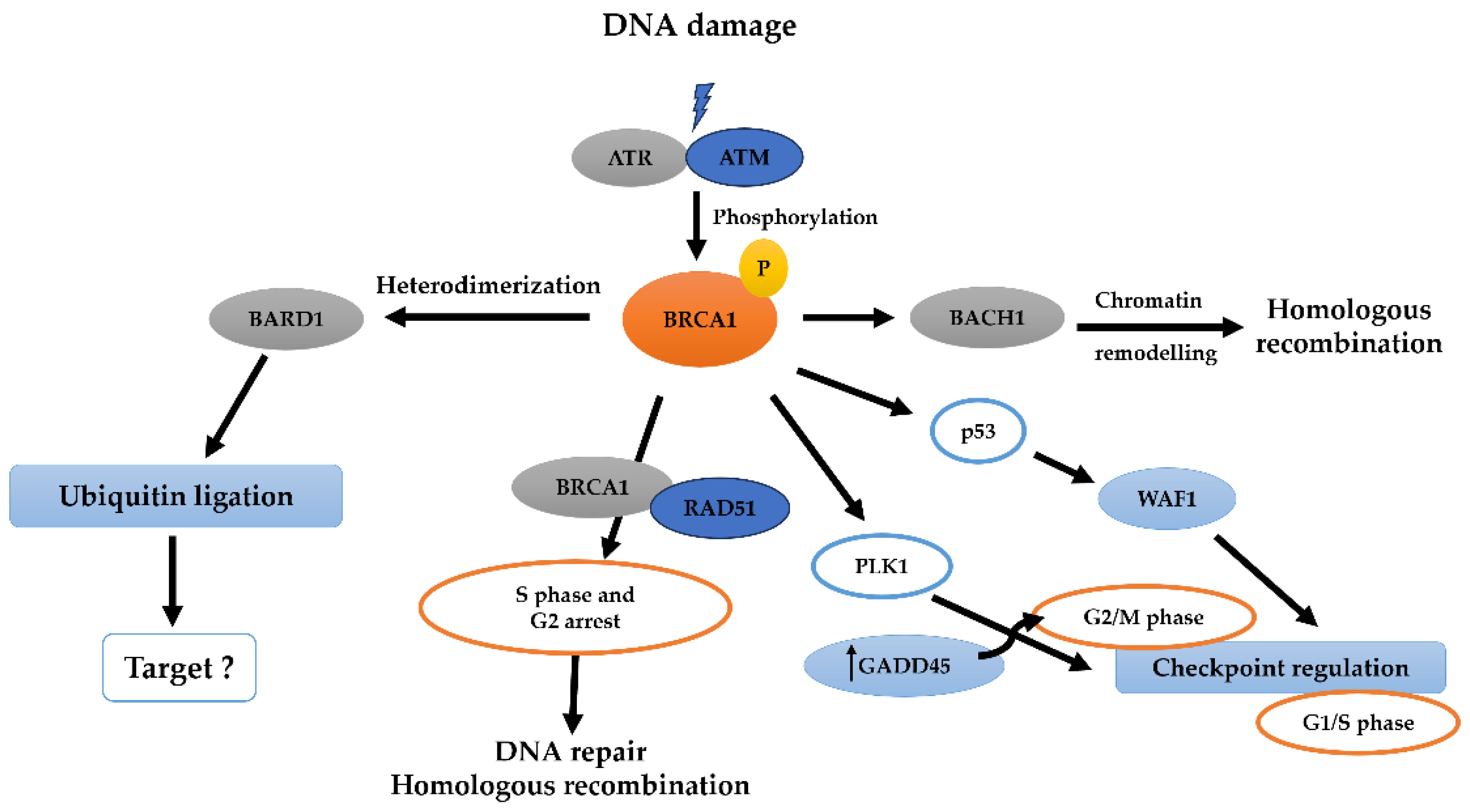 Pharmaceuticals 17 00333 g004 Pharmaceuticals 17 00333 g004