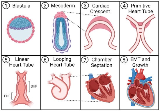 Pharmaceuticals Free Full Text Differentiation of Pluripotent