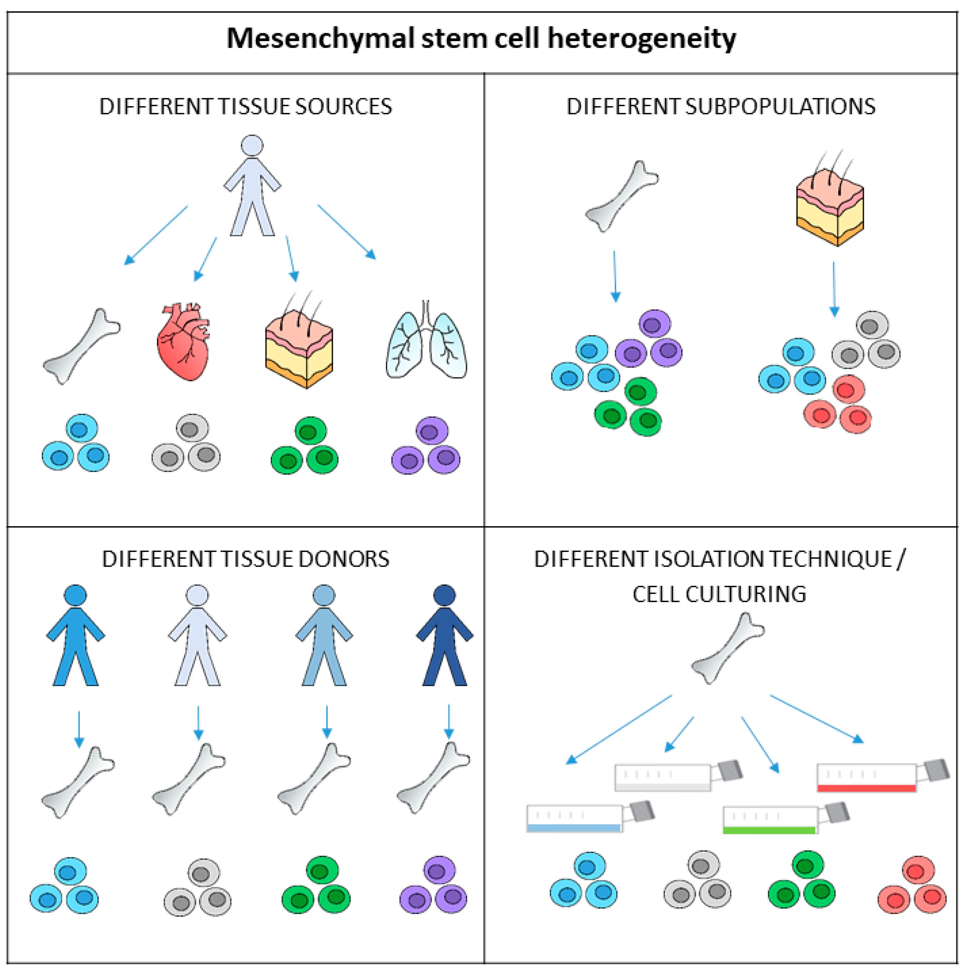 Heterogeneity of mesenchymal stem cells in cartilage regeneration