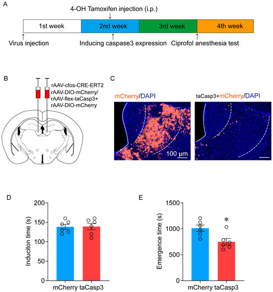 Pharmaceuticals | Free Full-Text | A Common Neuronal Ensemble in 