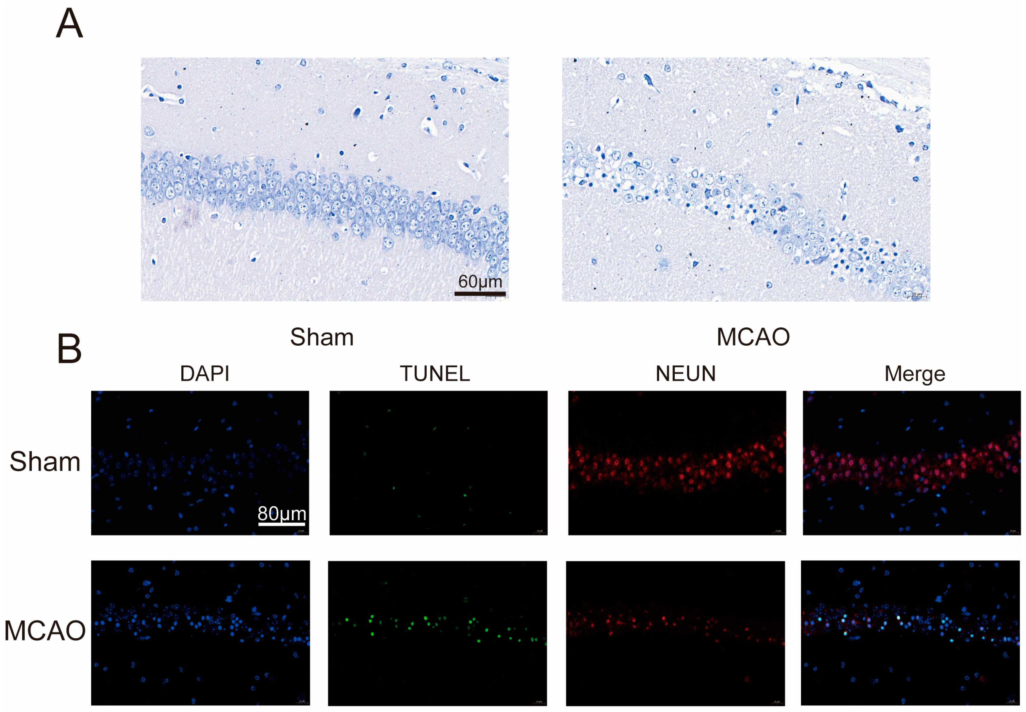 Pharmaceuticals 17 00384 g002