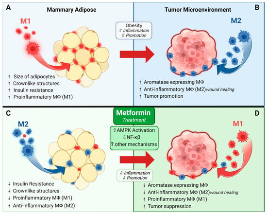 Pharmaceuticals | Free Full-Text | Metformin and Breast Cancer: Current ...