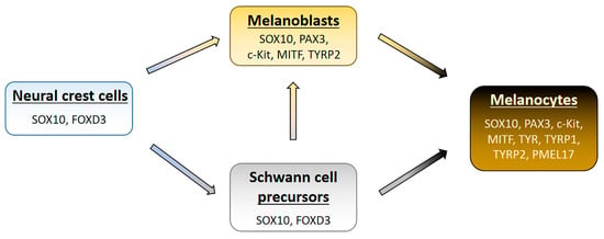 Pharmaceuticals | Free Full-Text | Melanin Biopolymers in Pharmacology ...