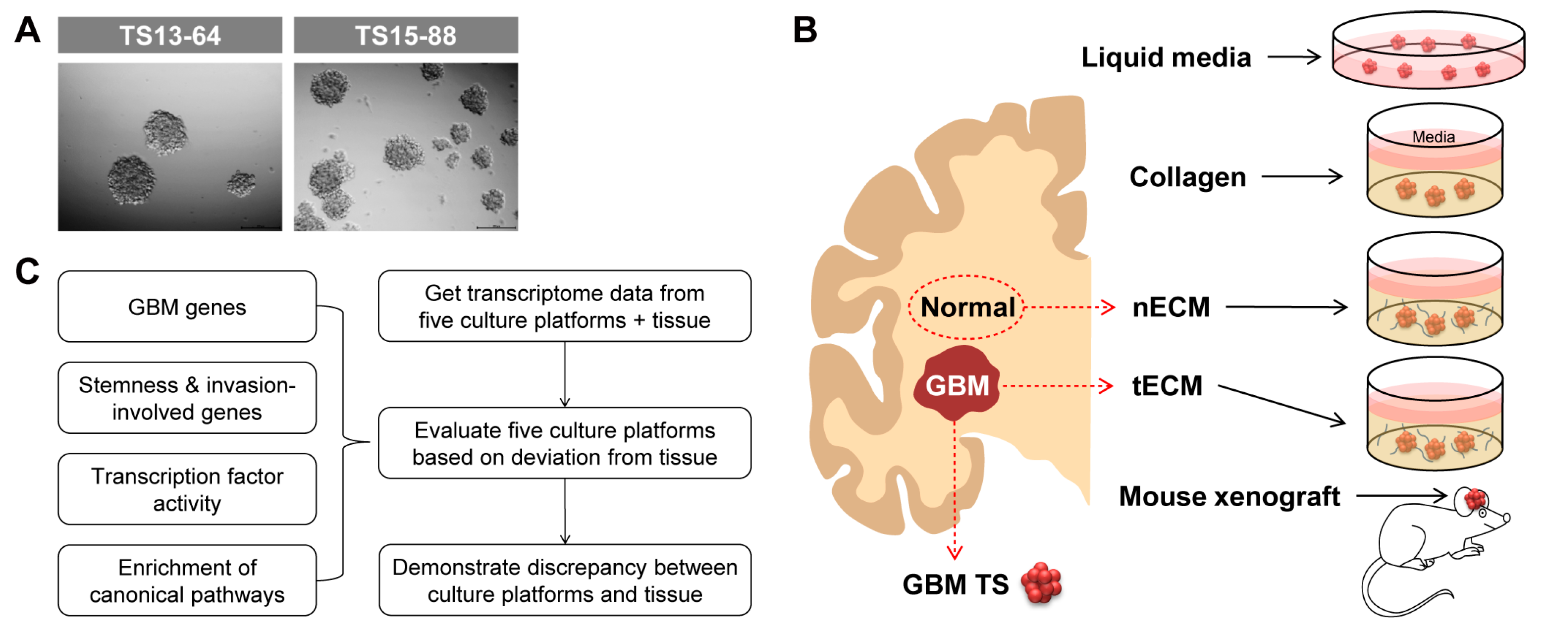 Pharmaceuticals 17 00529 g001