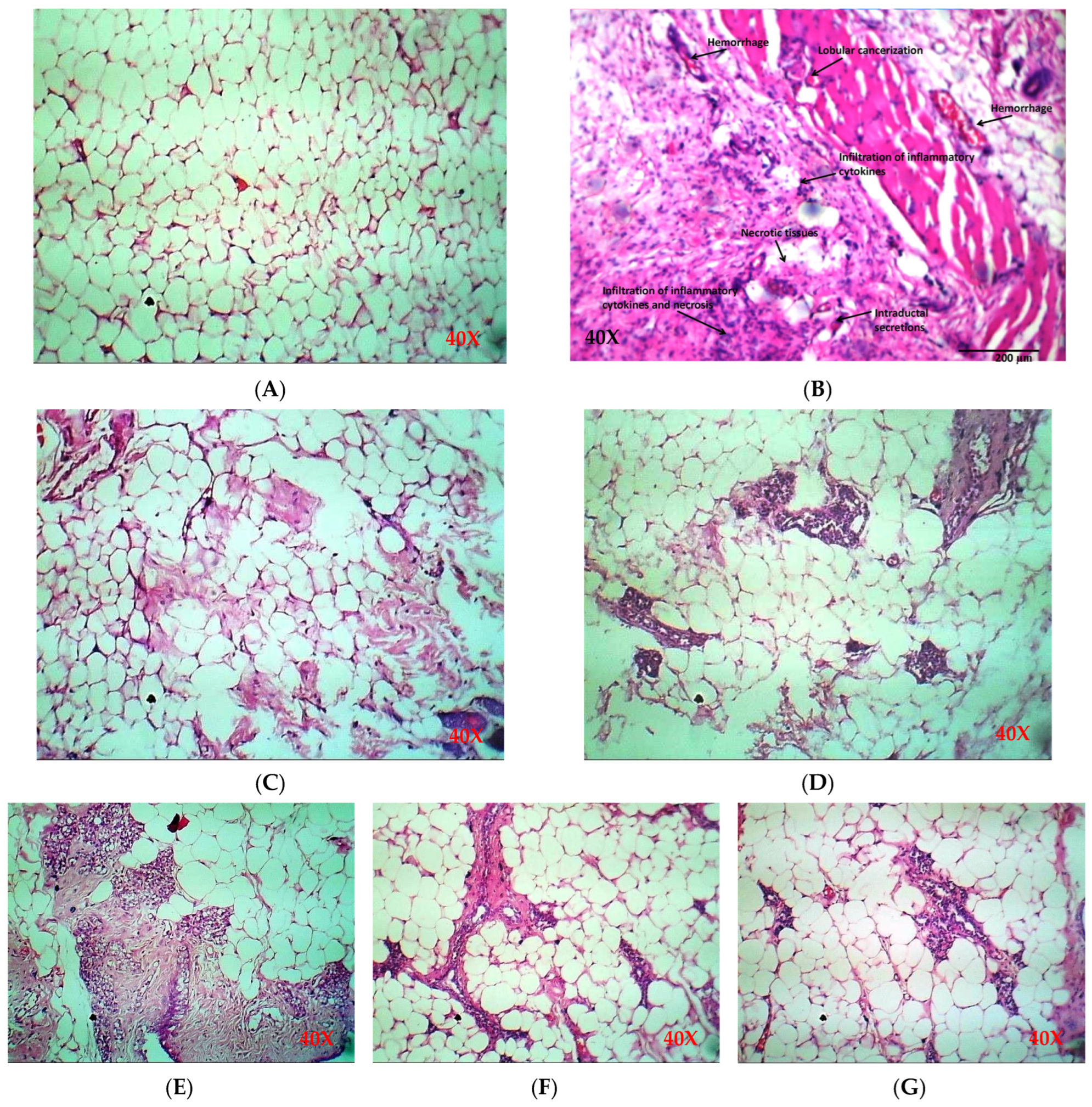 Pharmaceuticals 17 00617 g008