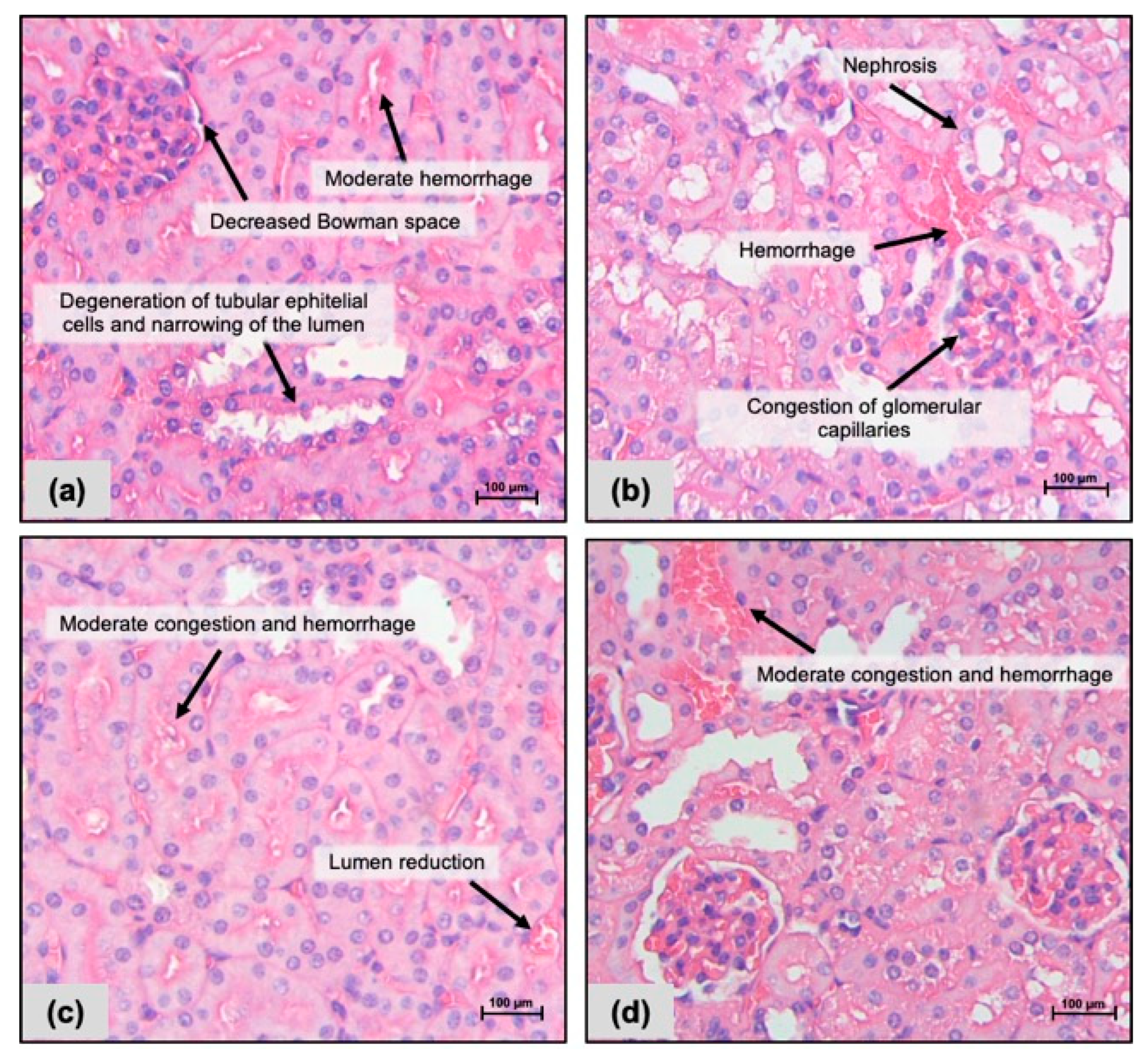 Pharmaceuticals 17 00633 g004 Pharmaceuticals 17 00633 g004