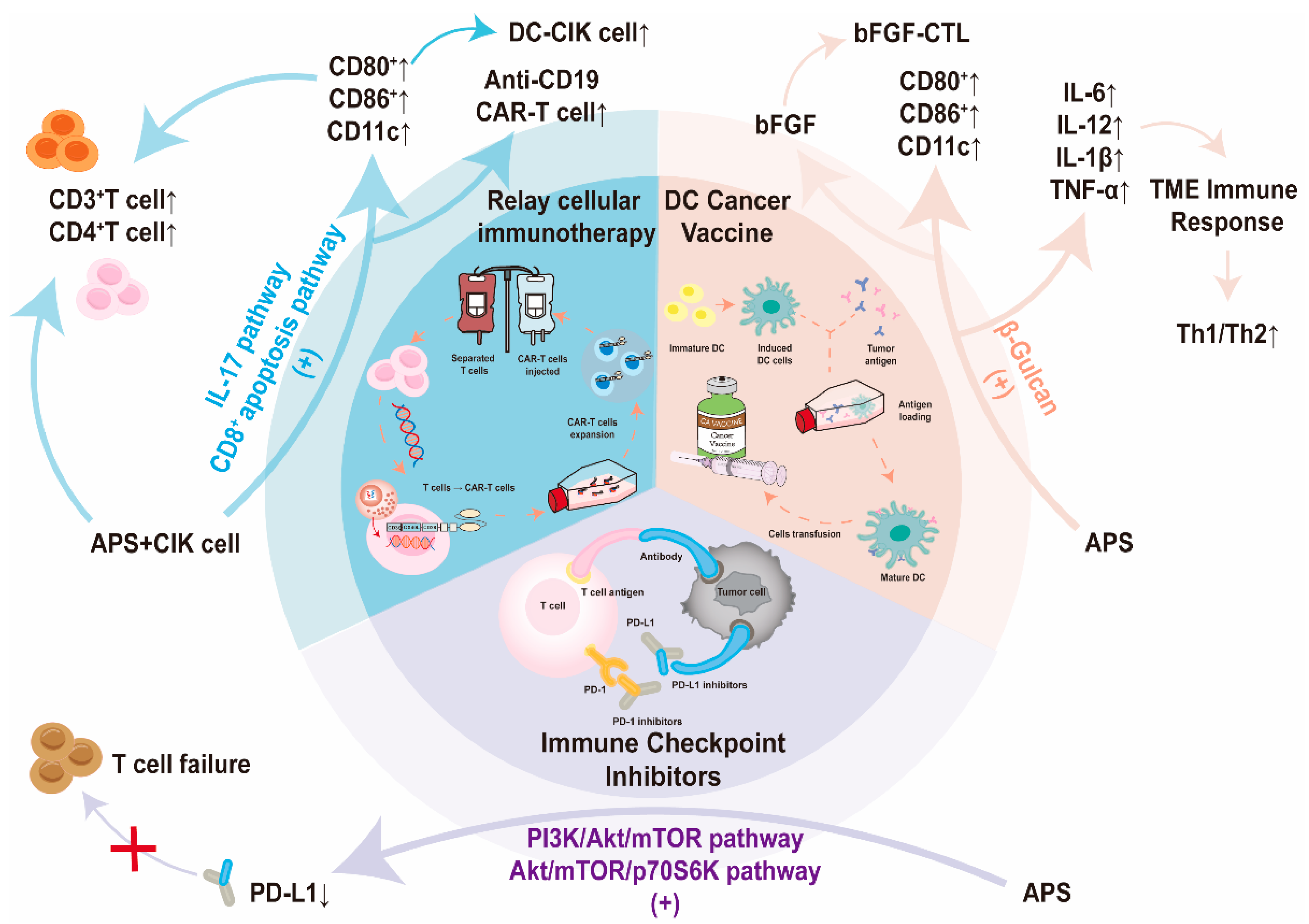 Pharmaceuticals | Free Full-Text | Anticancer Mechanism of 