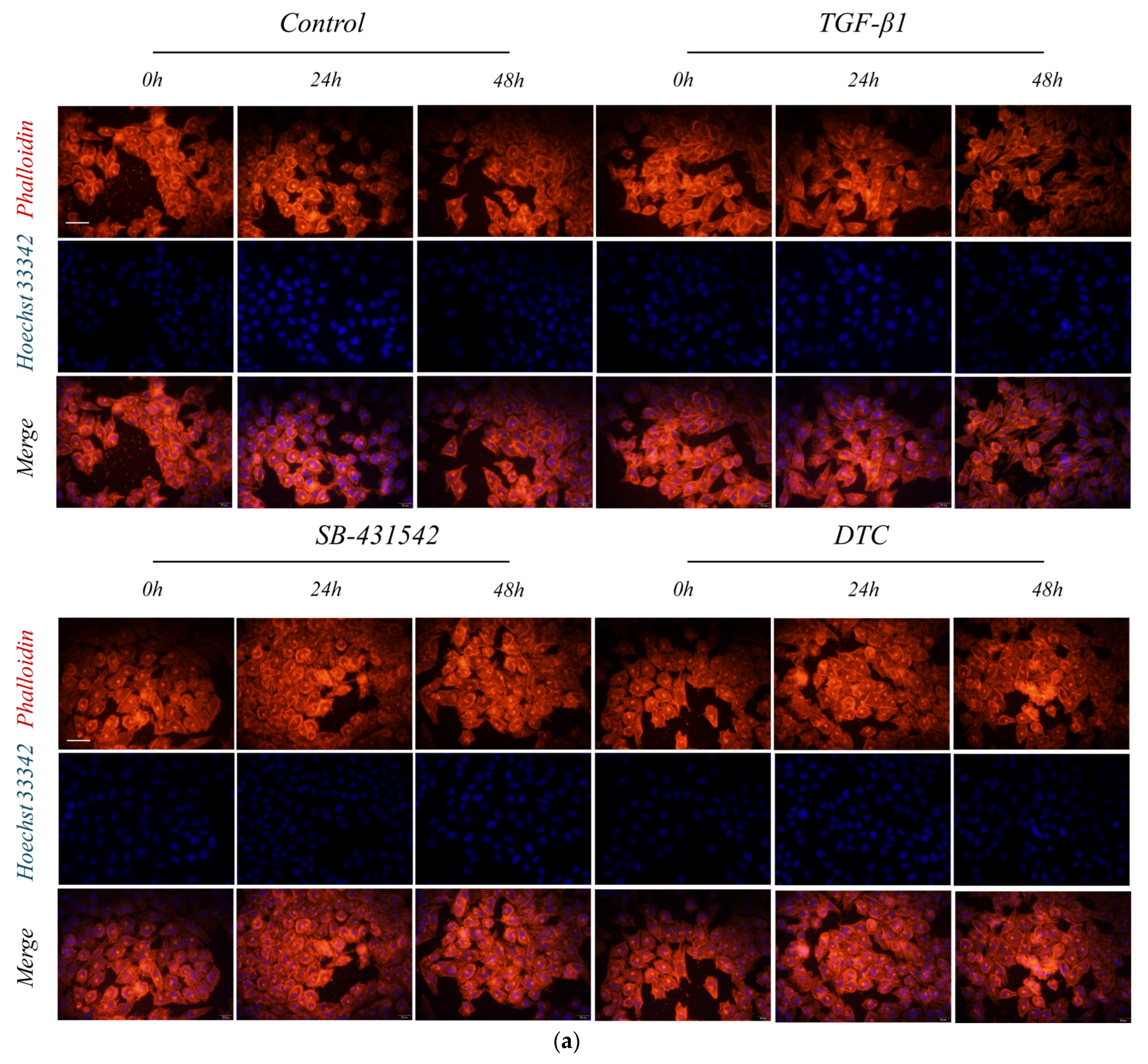 Pharmaceuticals 17 00653 g003a