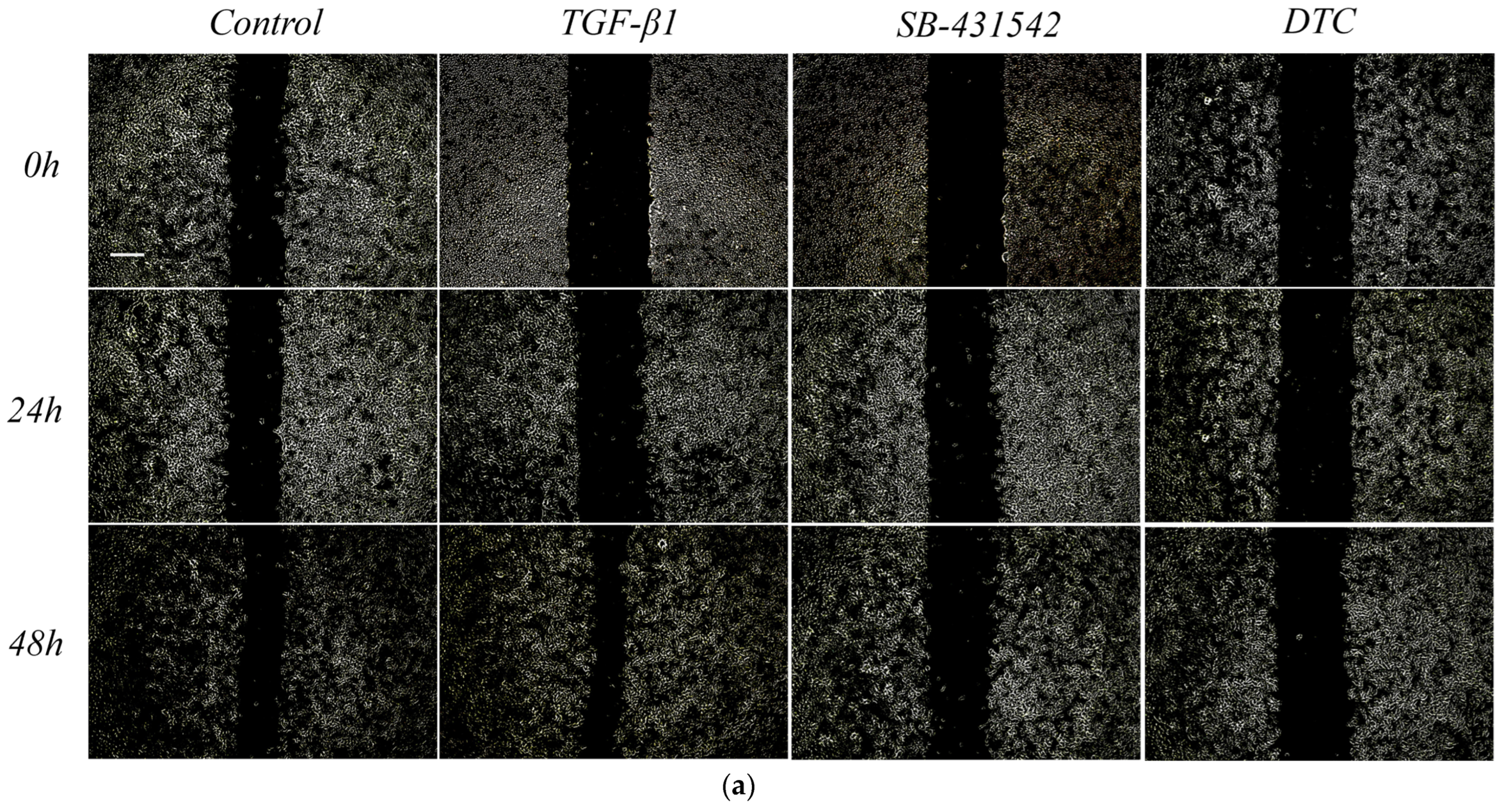Pharmaceuticals 17 00653 g004a