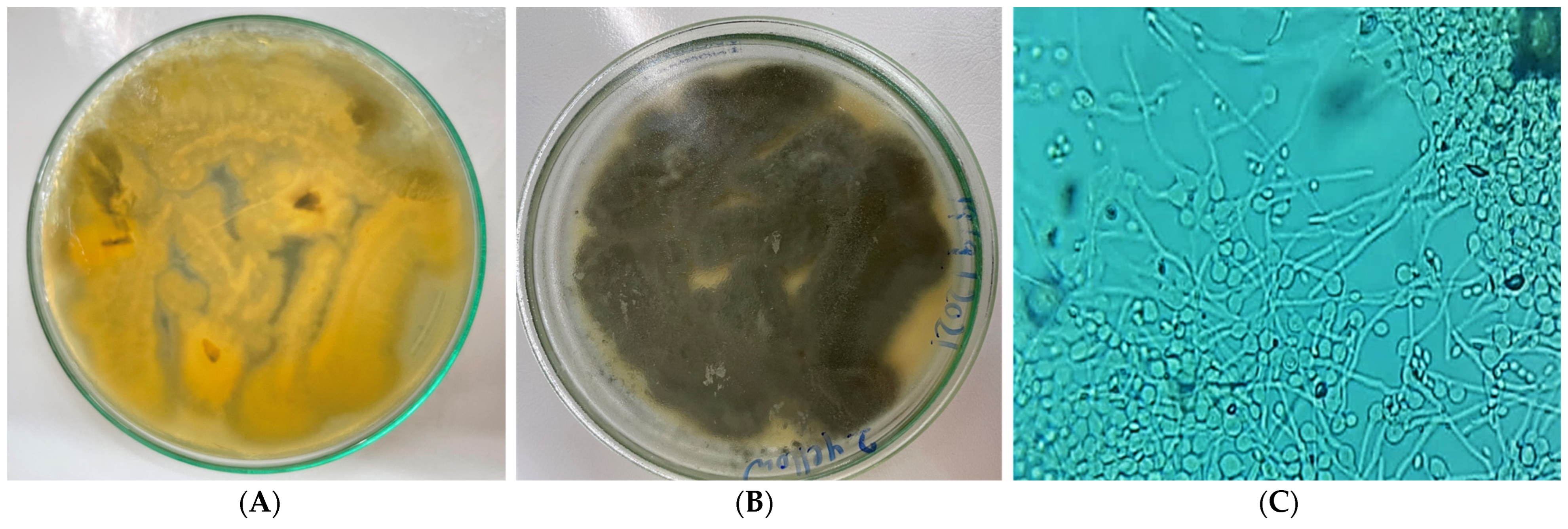 Pharmaceuticals 17 00656 g001