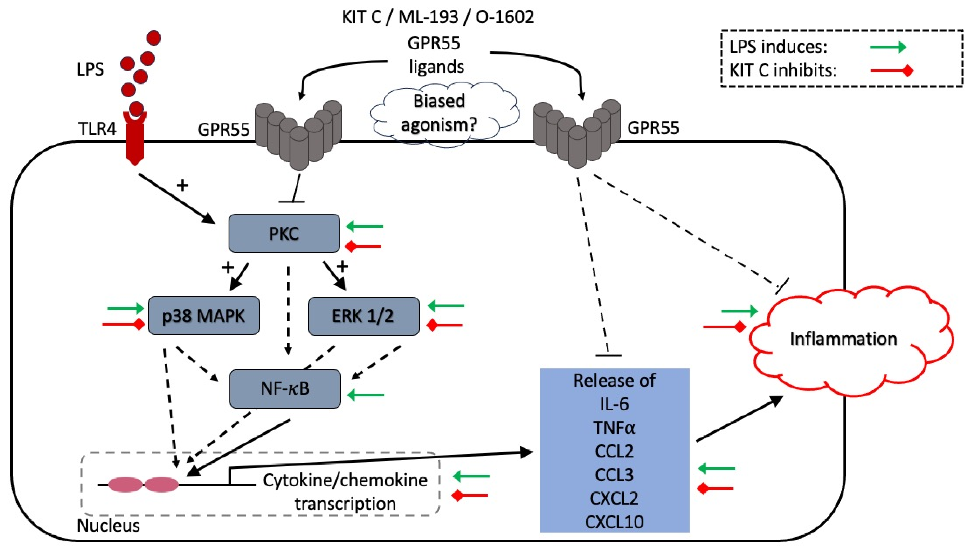 Pharmaceuticals 17 00674 g013 Pharmaceuticals 17 00674 g013