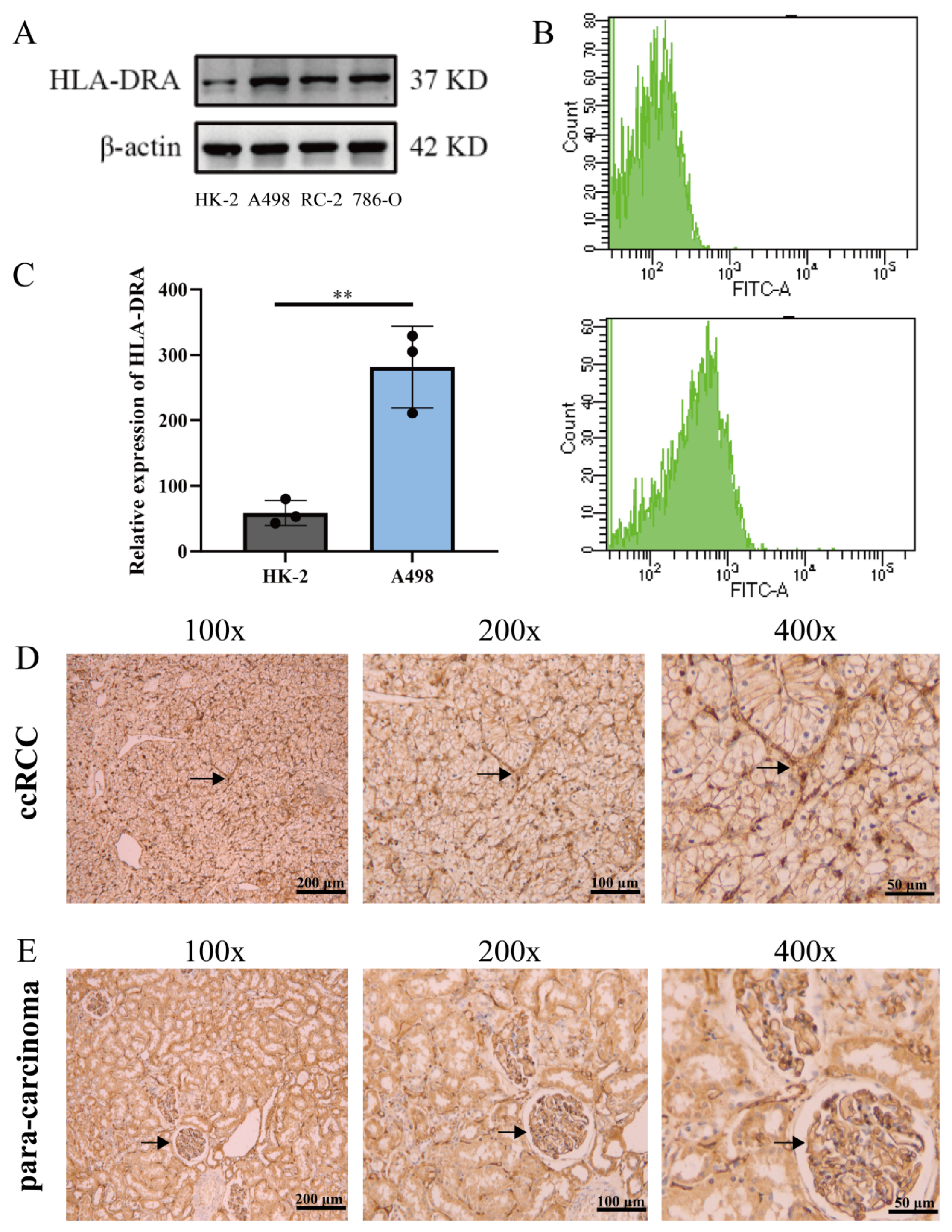 Pharmaceuticals 17 00678 g002