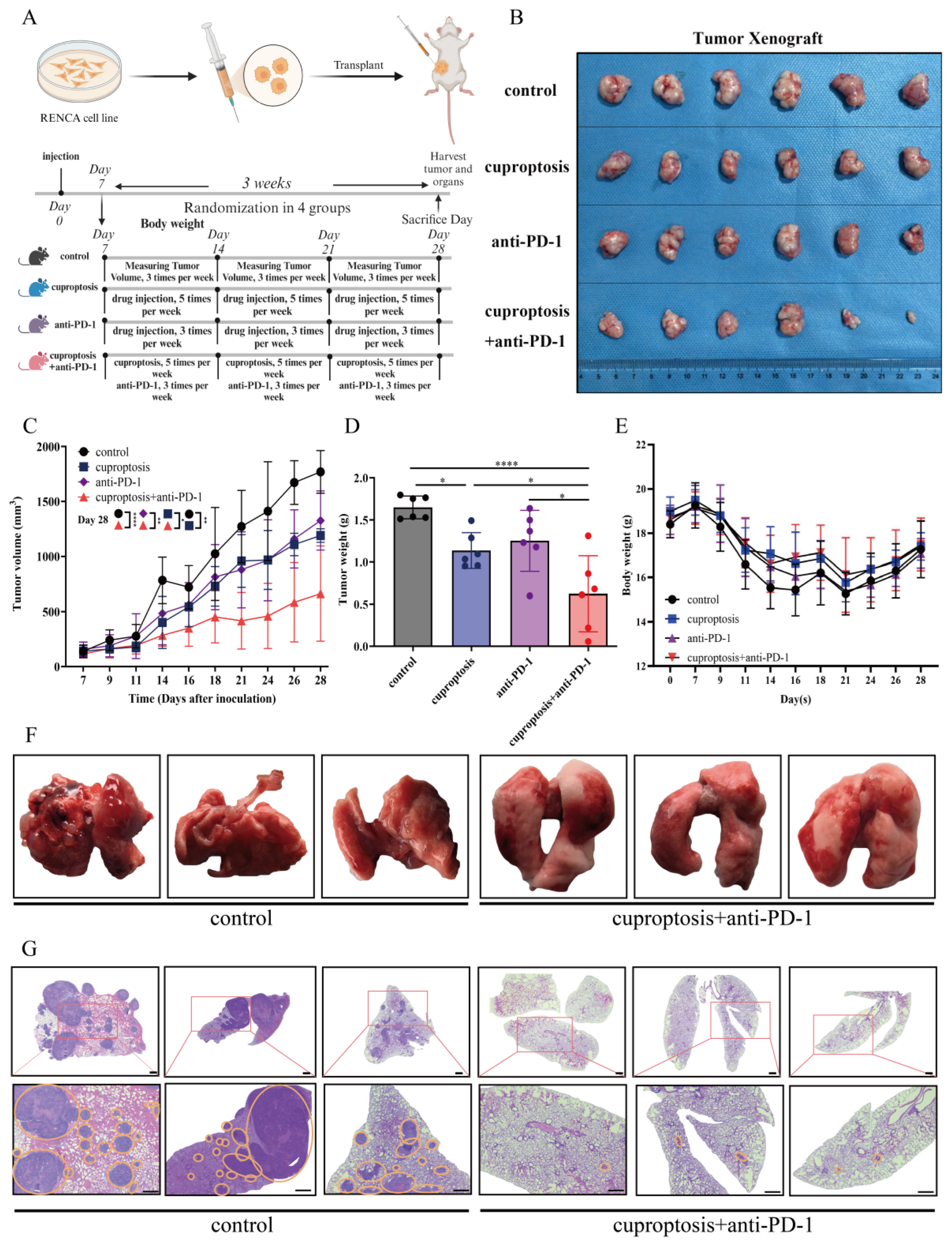 Pharmaceuticals 17 00678 g006