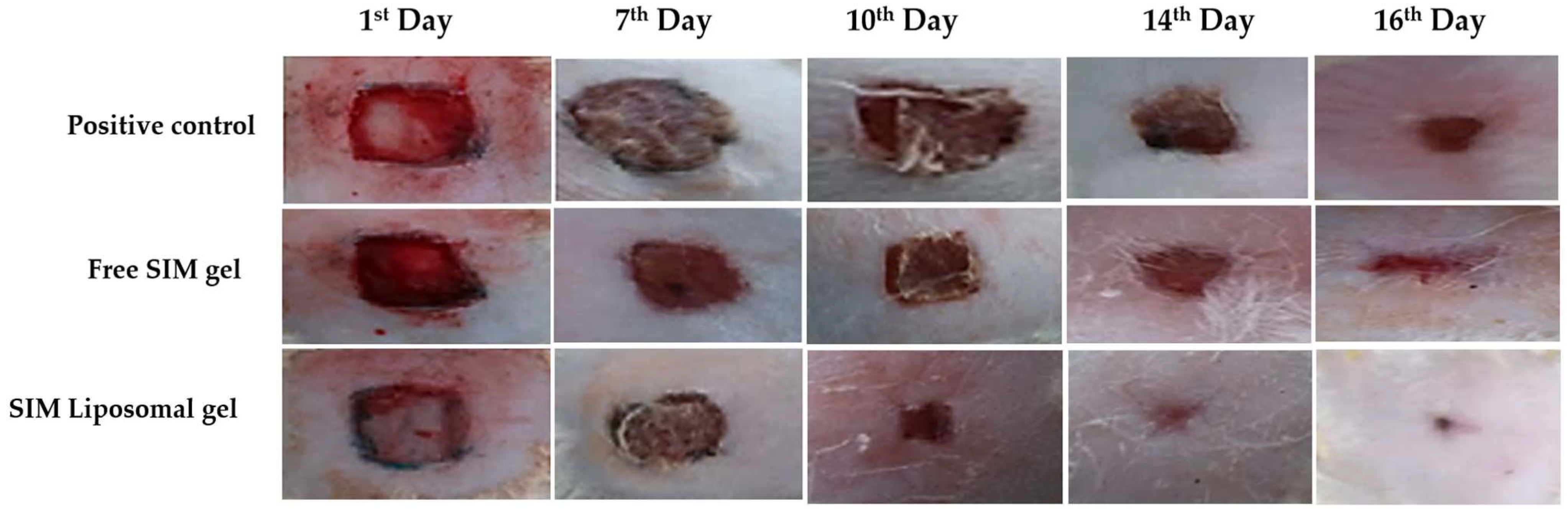 Pharmaceuticals 17 00697 g011