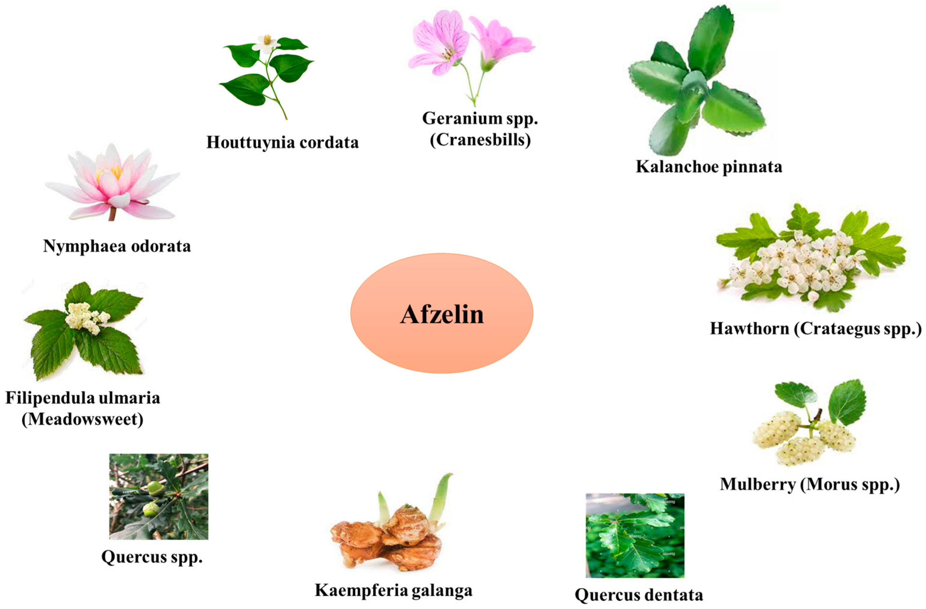 Pharmaceuticals 17 00701 g002