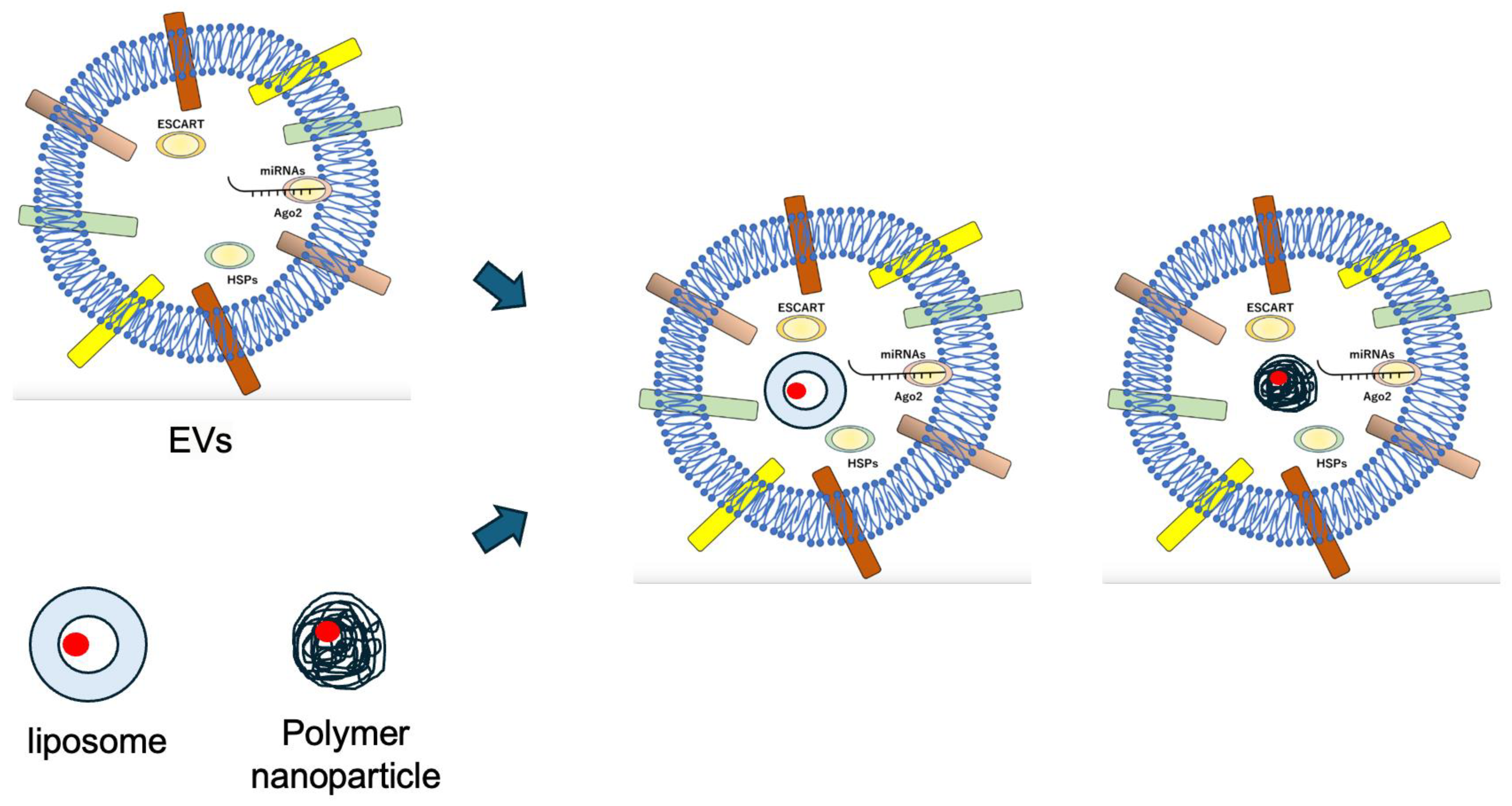 Pharmaceuticals 17 00707 g004