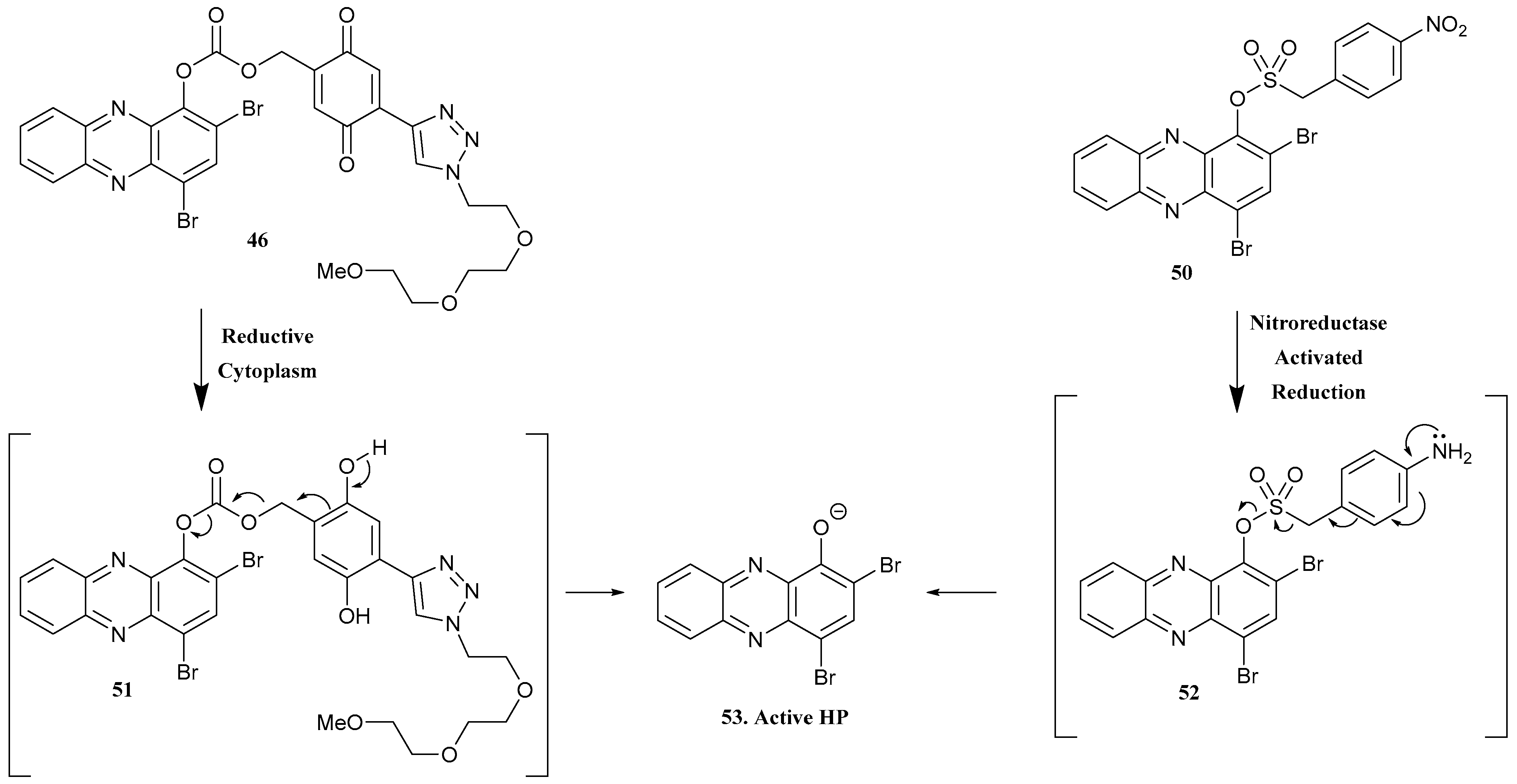 Pharmaceuticals 17 00718 sch004