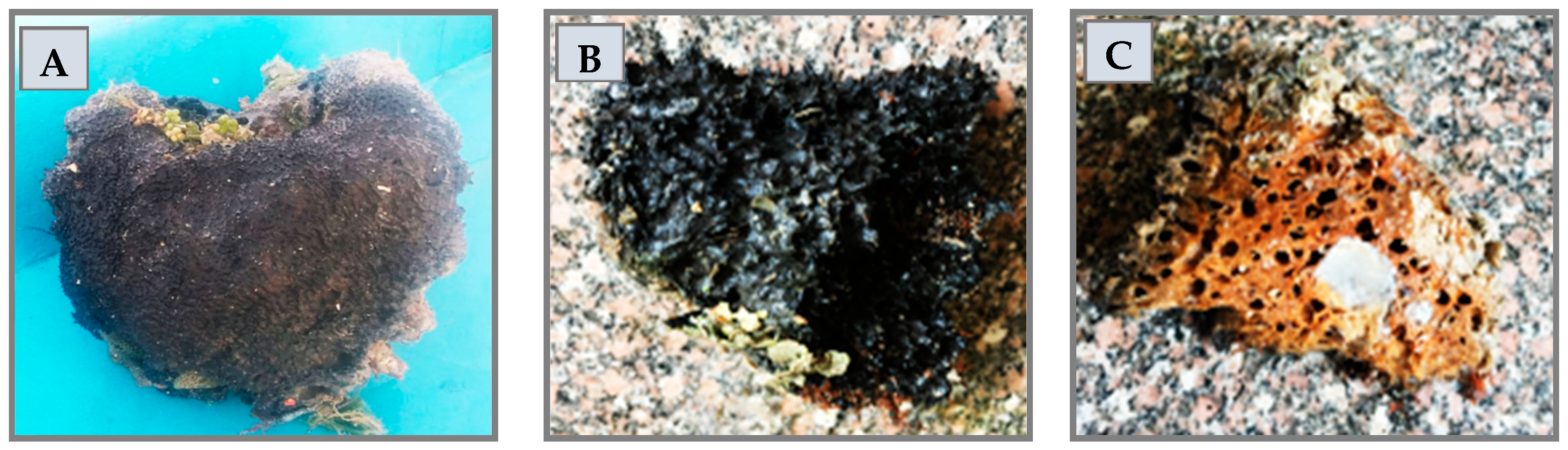 Pharmaceuticals 17 00724 g008