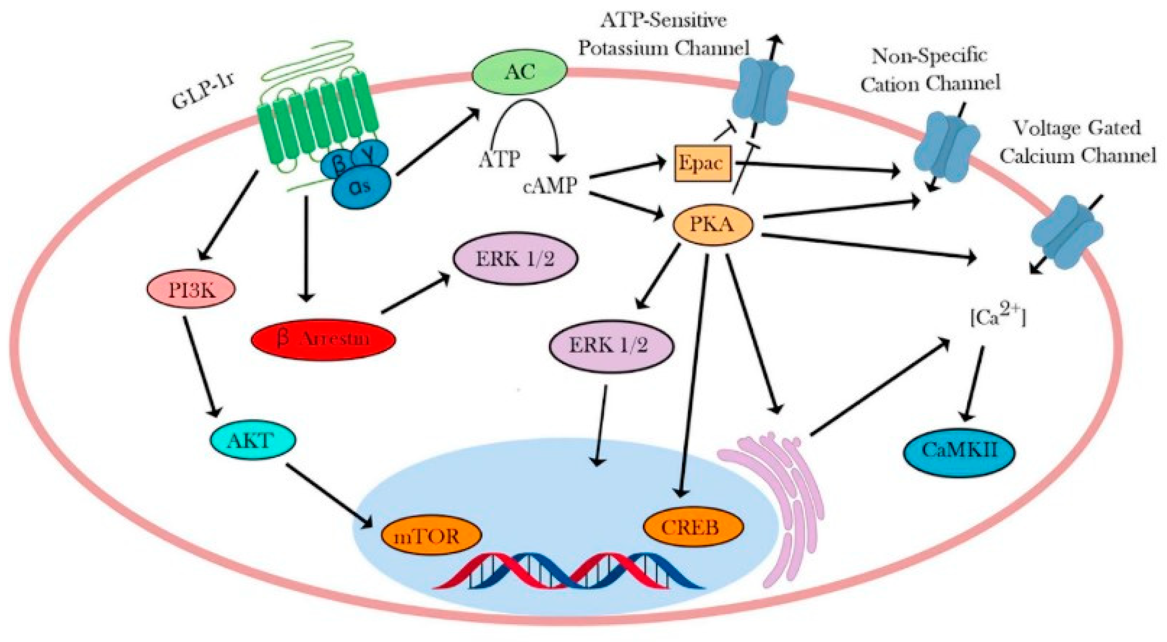Pharmaceuticals 17 00736 g003