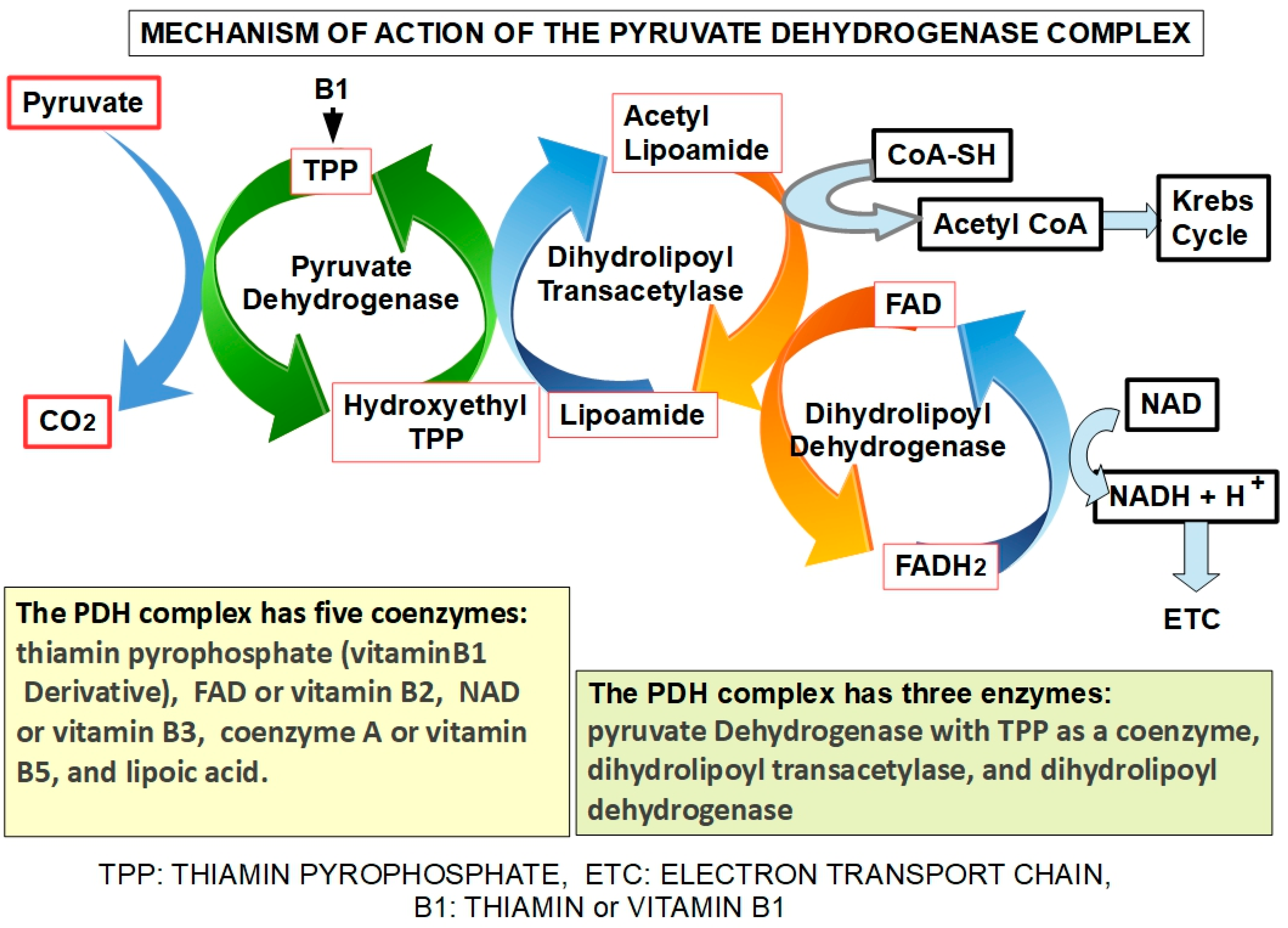 Pharmaceuticals 17 00744 g004