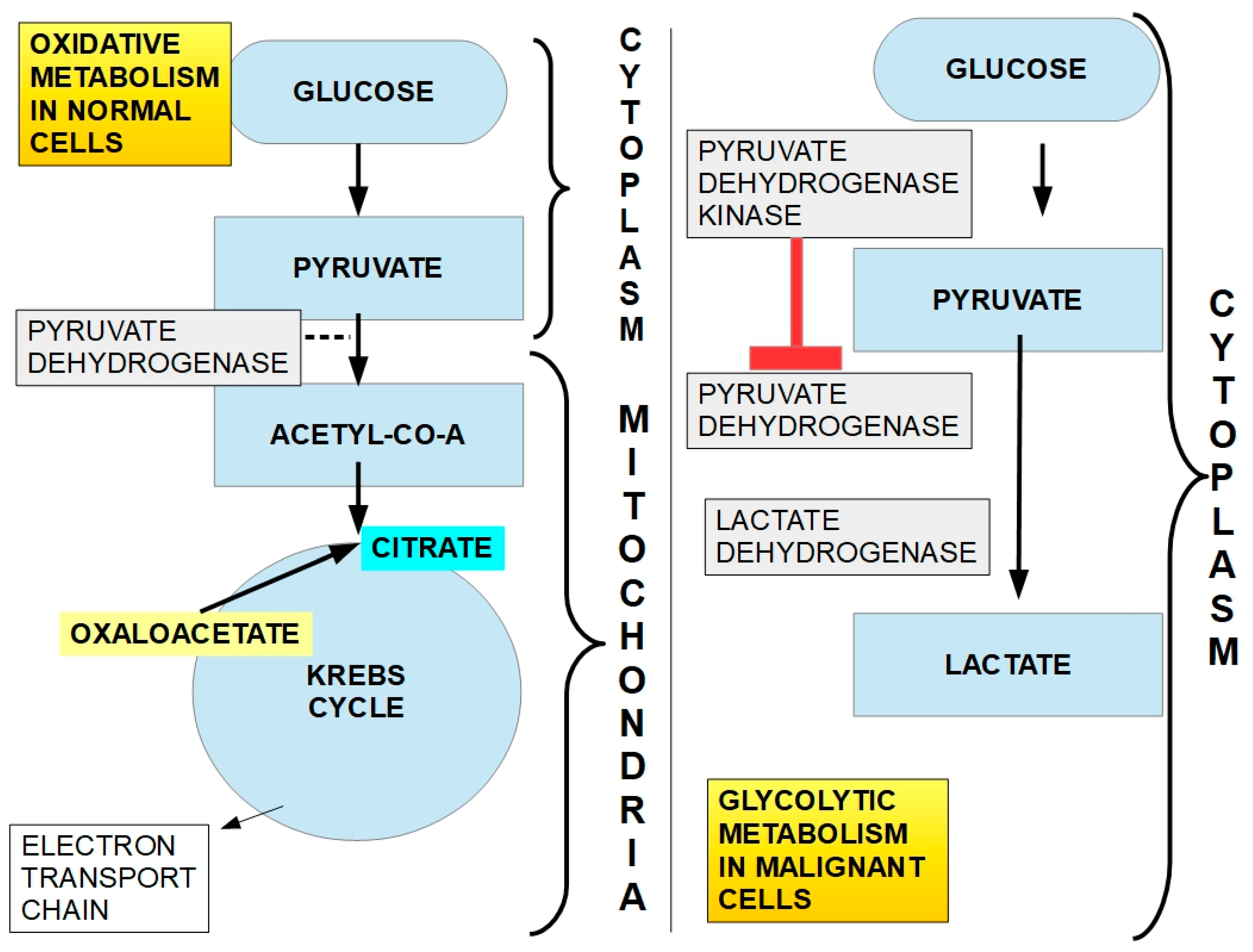 Pharmaceuticals 17 00744 g008