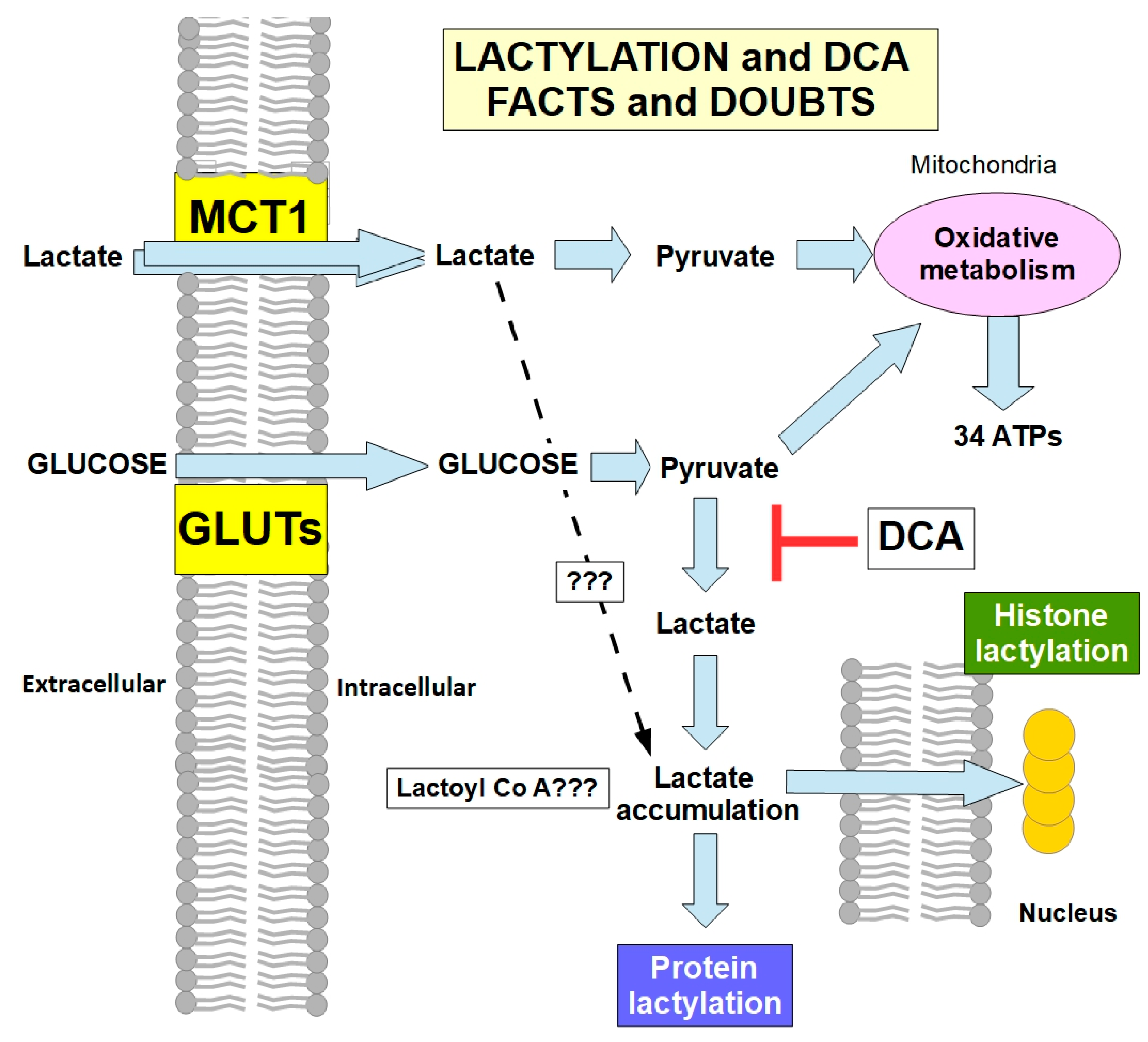 Pharmaceuticals 17 00744 g011