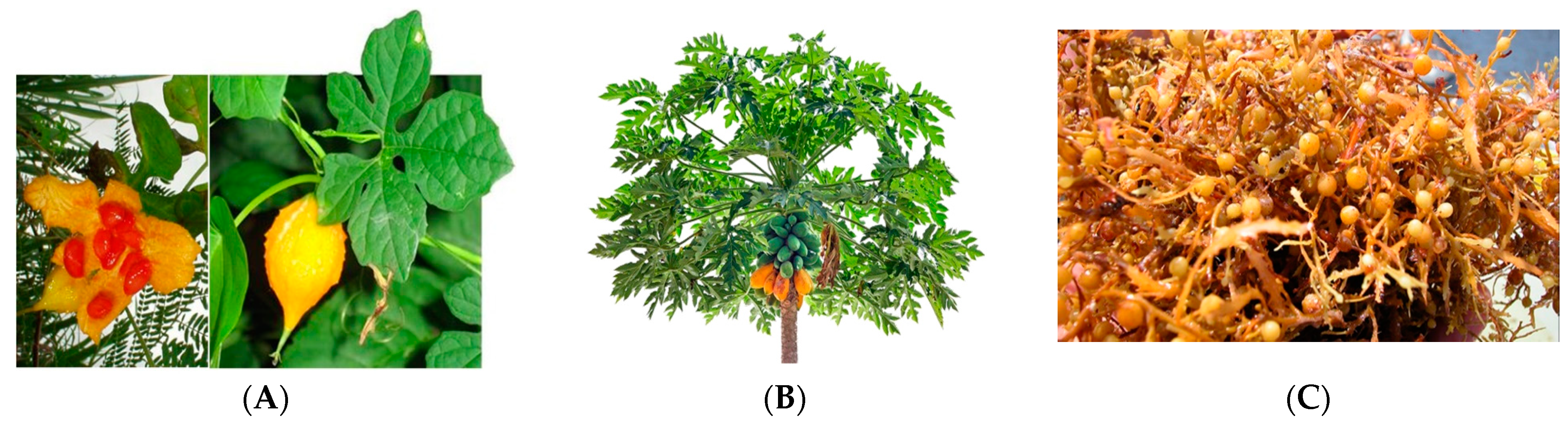 Pharmaceuticals 17 00774 g001