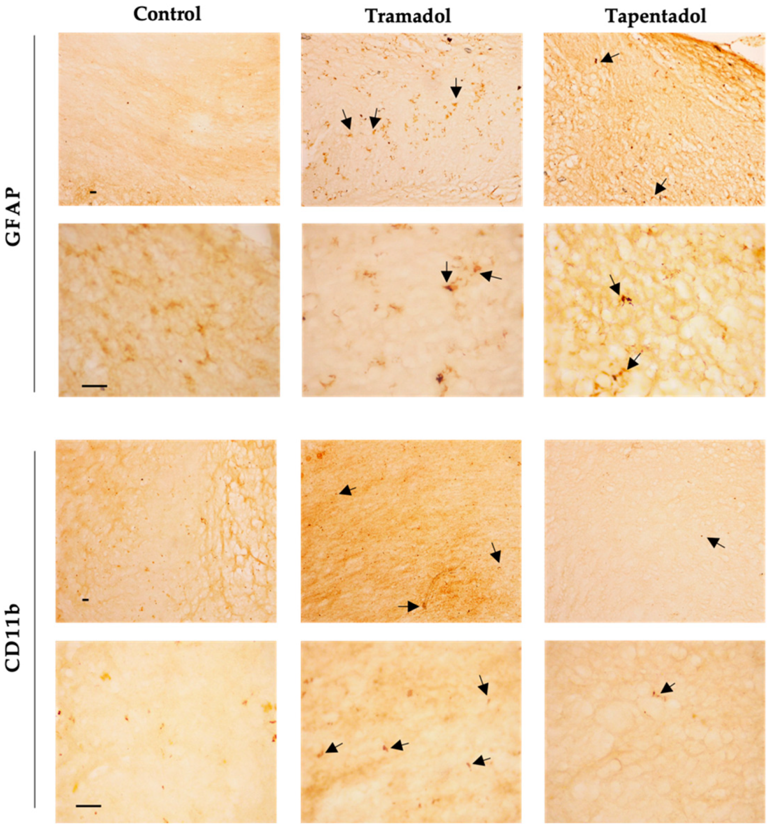 Pharmaceuticals 17 00796 g005