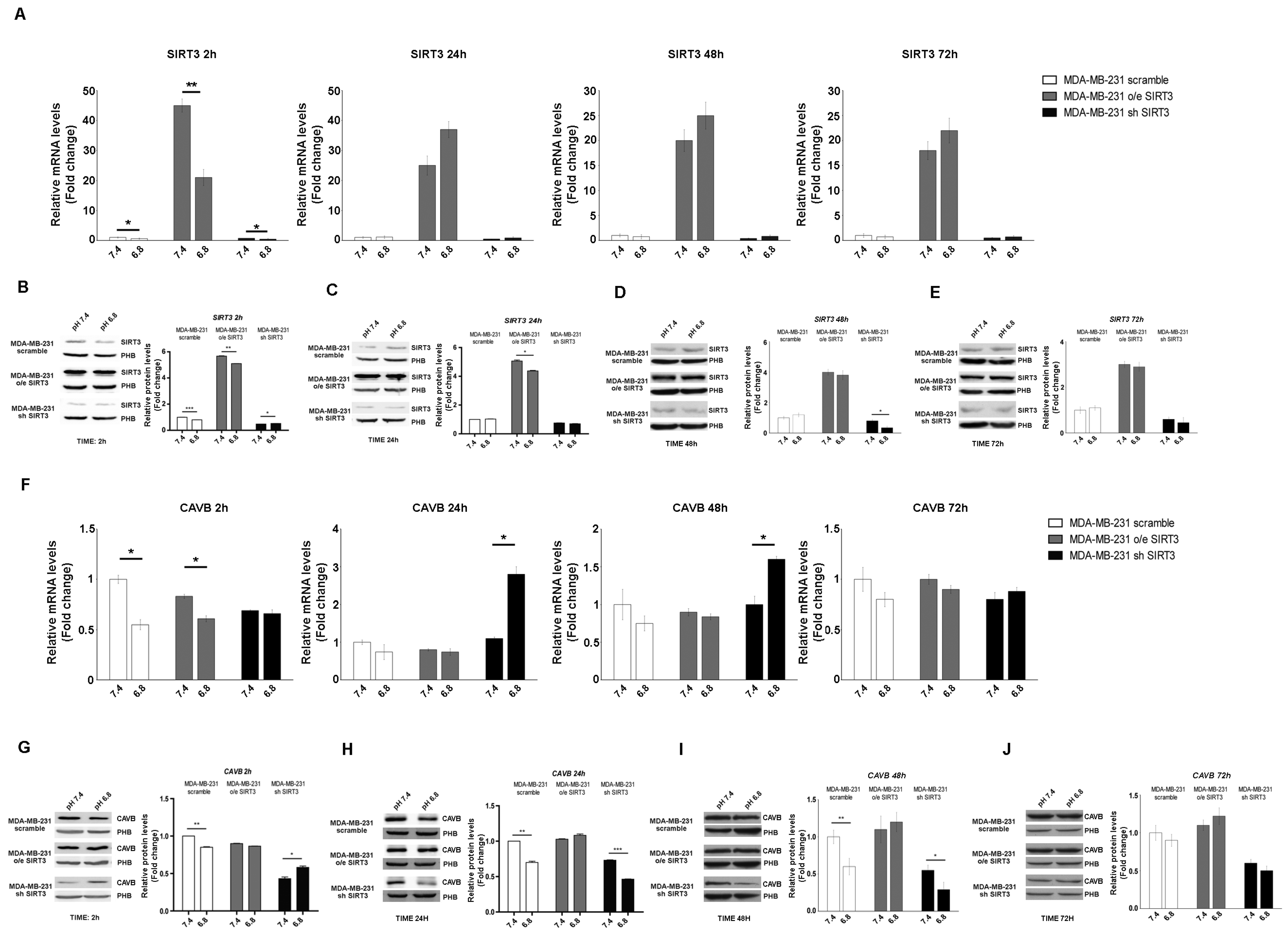 Pharmaceuticals 17 00810 g003