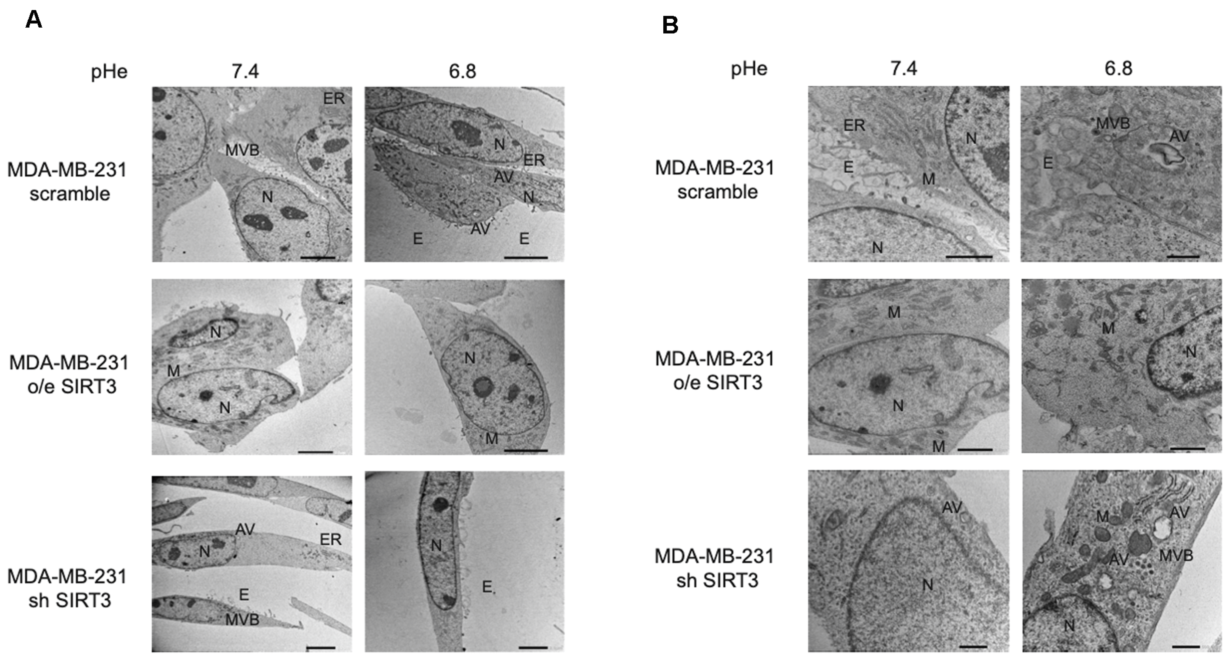 Pharmaceuticals 17 00810 g008