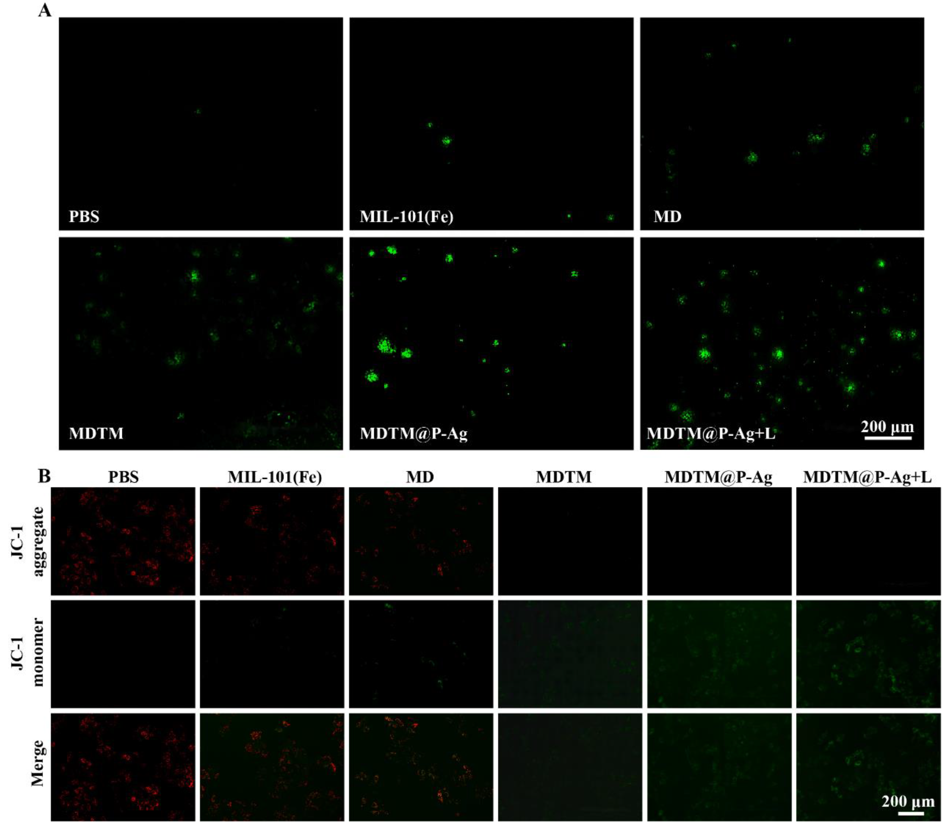 Pharmaceuticals 17 00812 g005